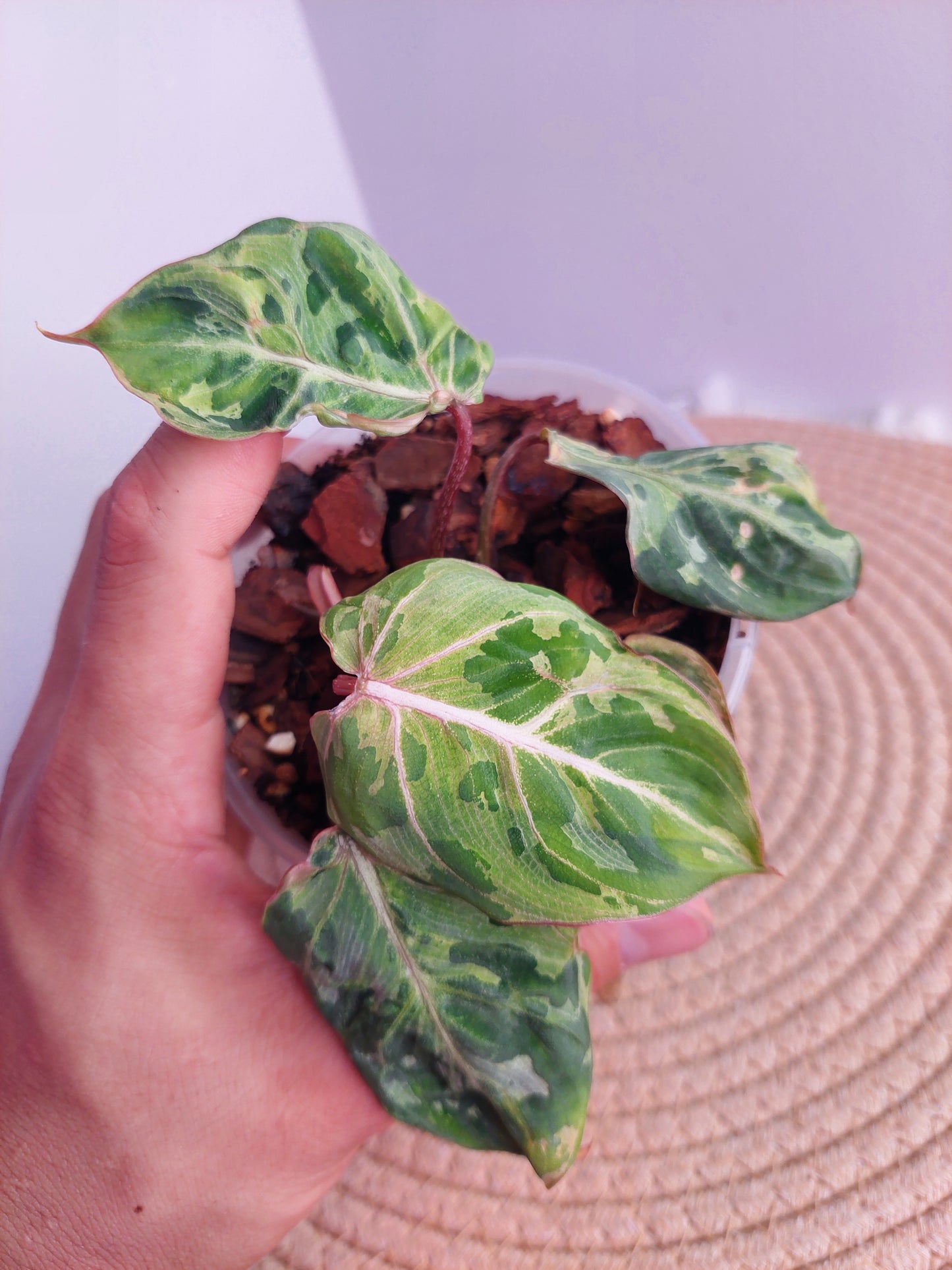 Philodendron Gloriosum Snow Leopard Variegated - 1