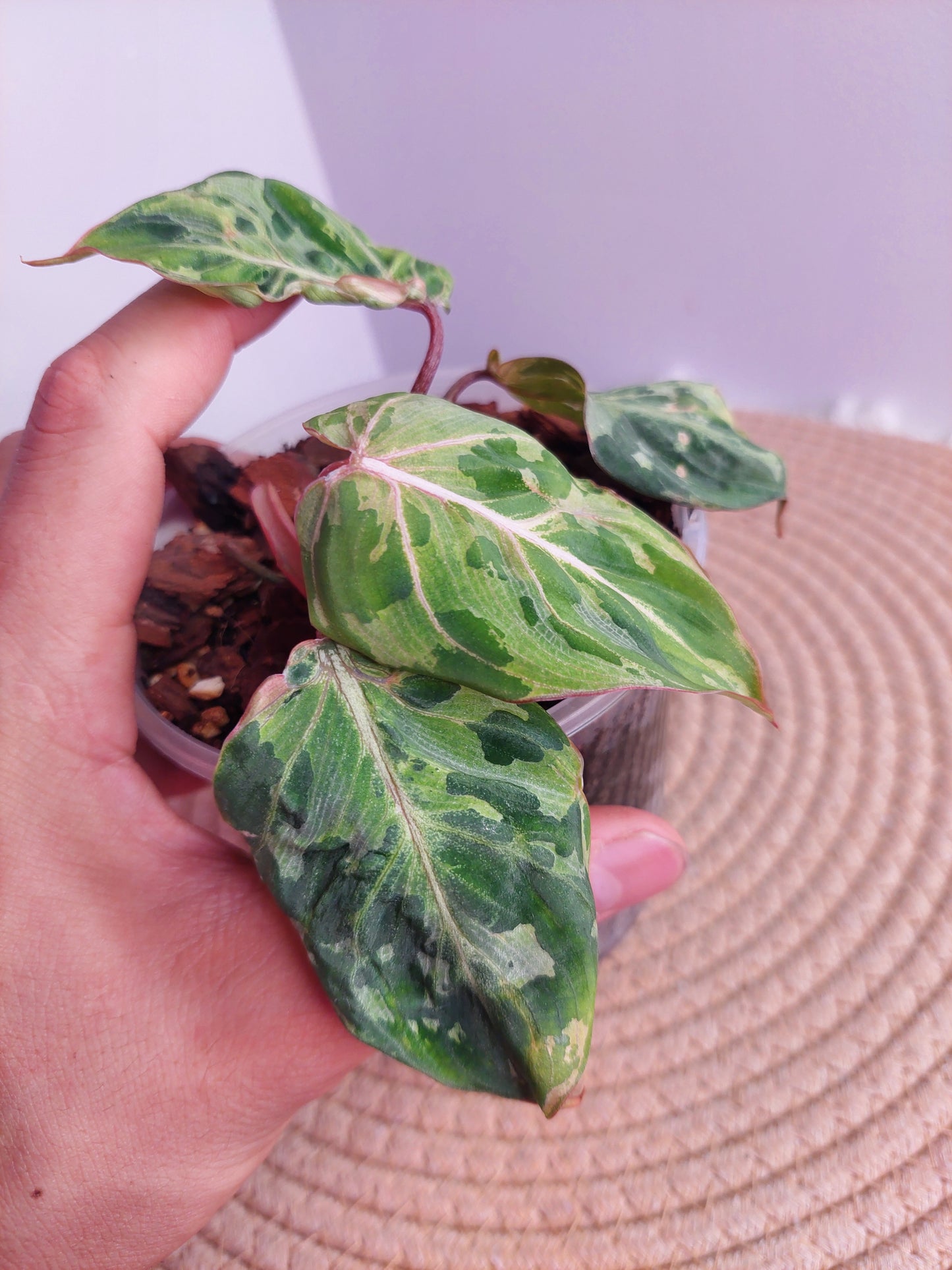 Philodendron Gloriosum Snow Leopard Variegated - 1