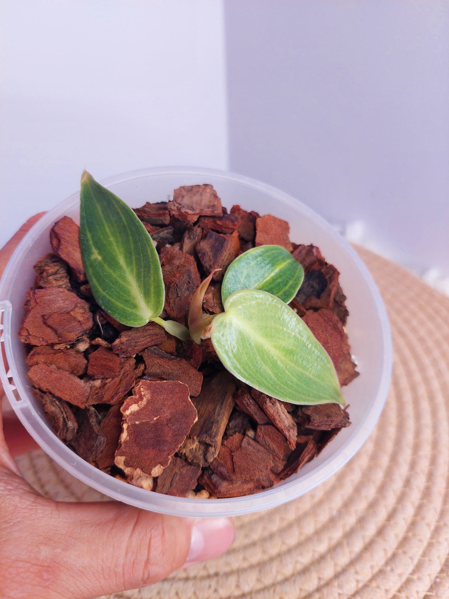 Philodendron Spiritus Sancti - 1