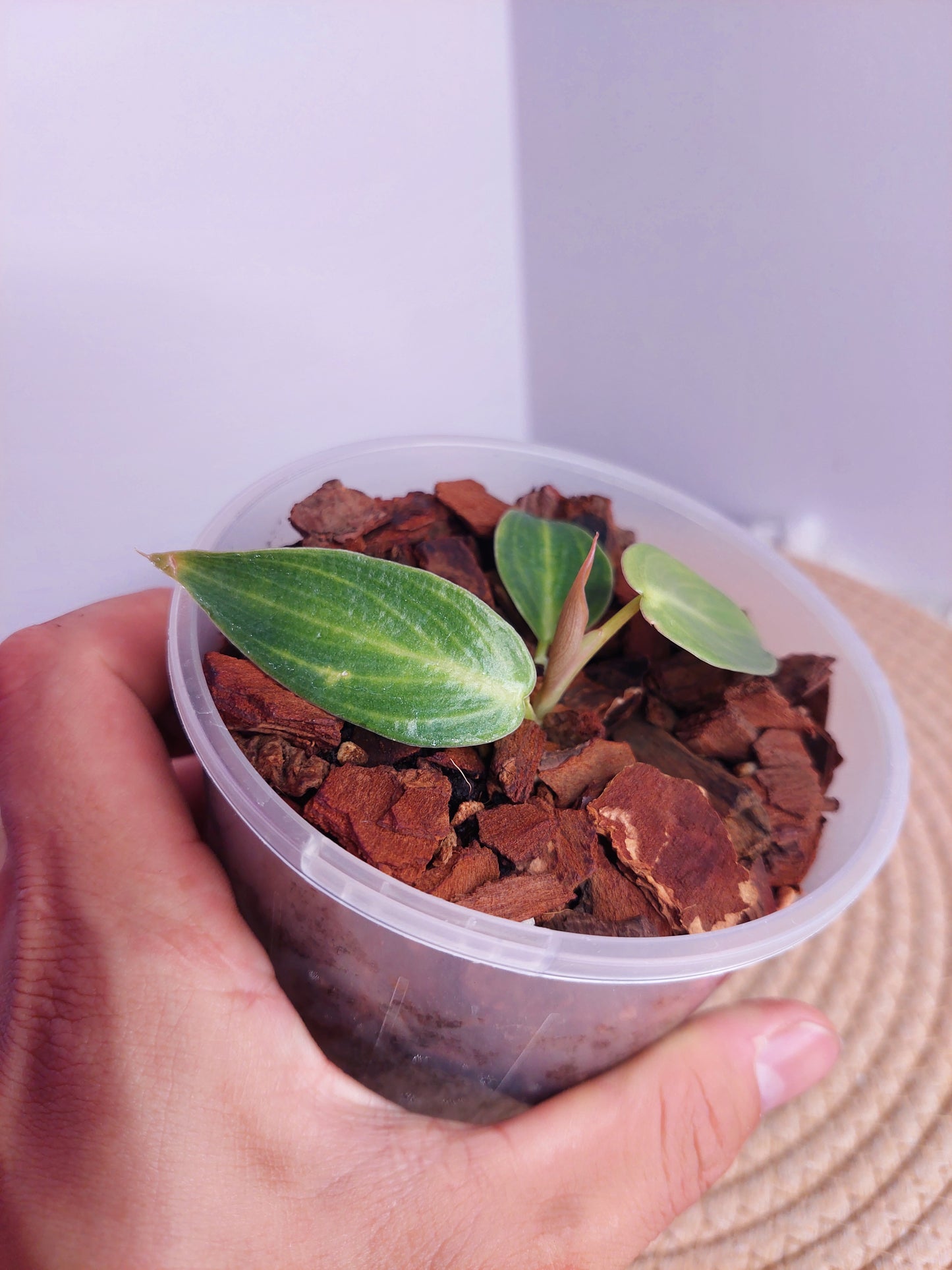 Philodendron Spiritus Sancti - 1