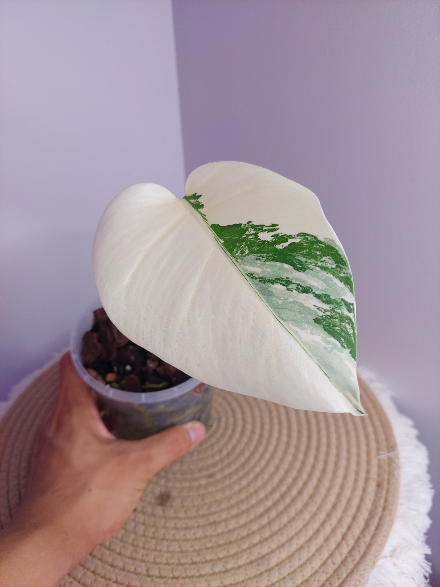 Monstera Borsigiana Albo Variegated 1