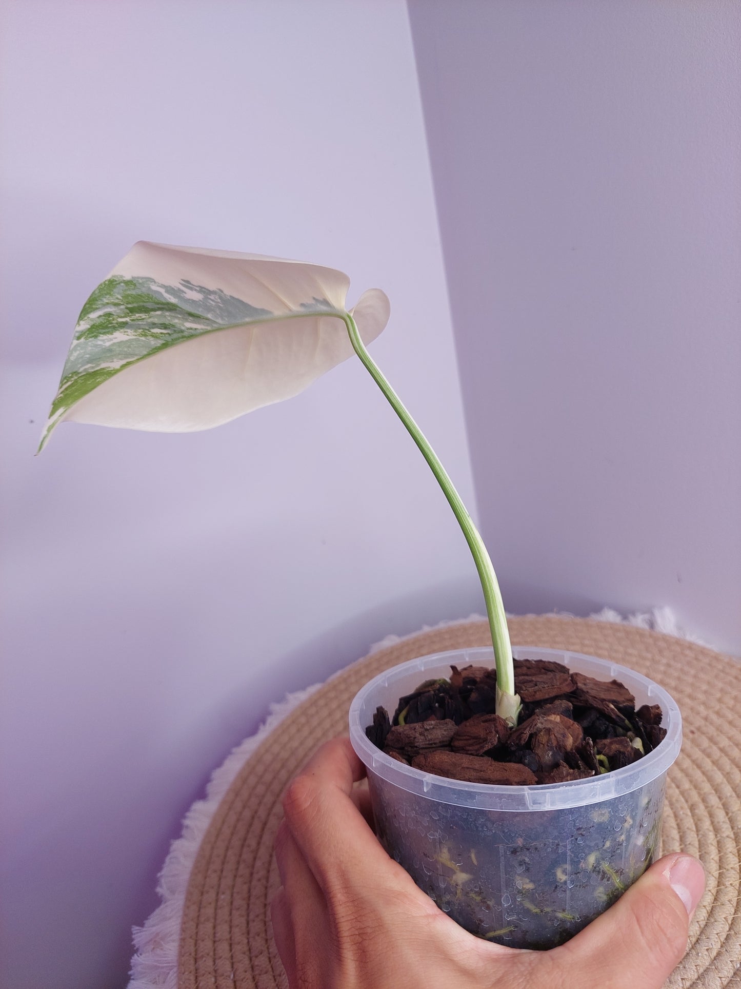 Monstera Borsigiana Albo Variegated 1