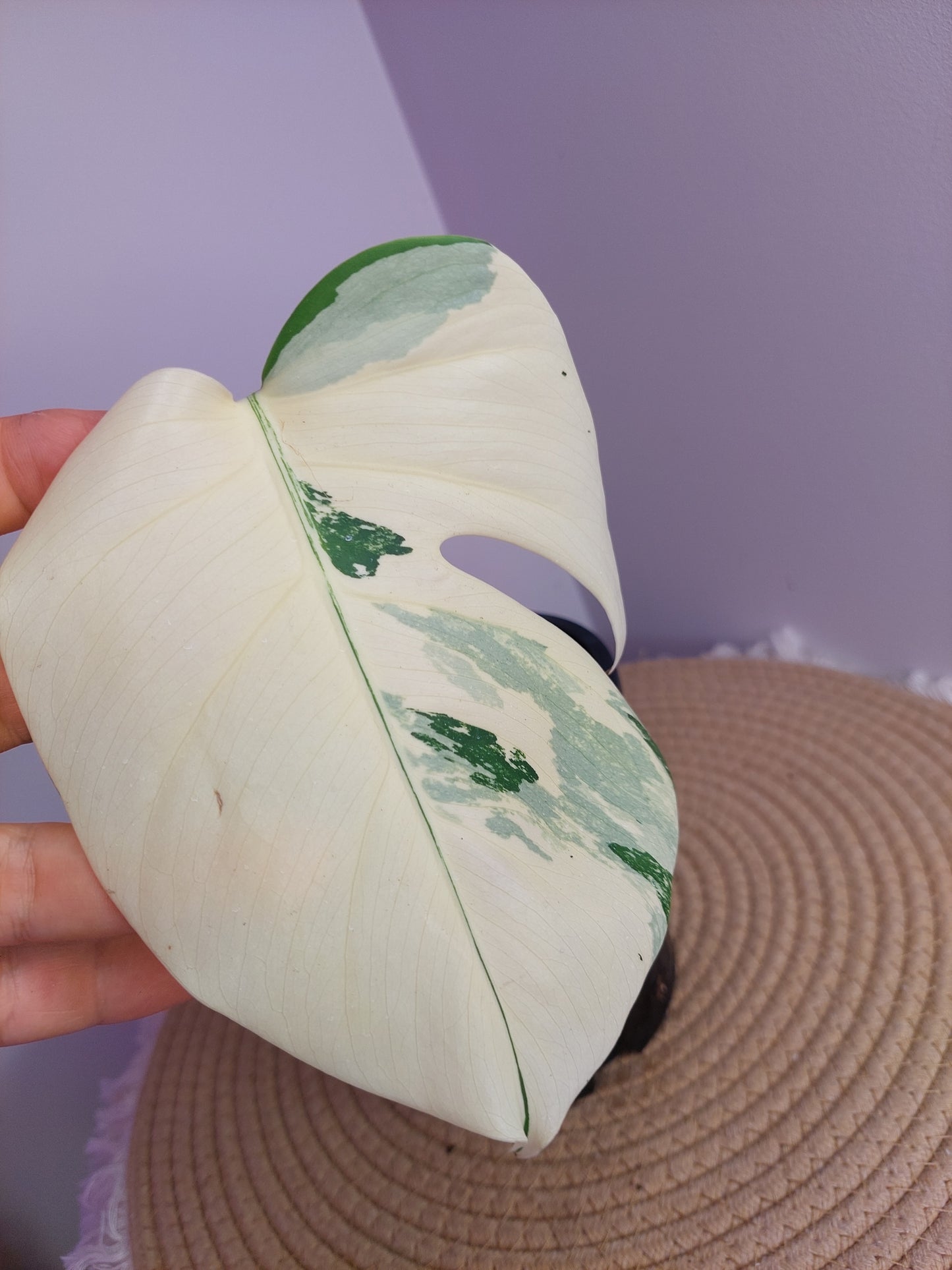 Monstera Borsigiana Albo Variegated 2