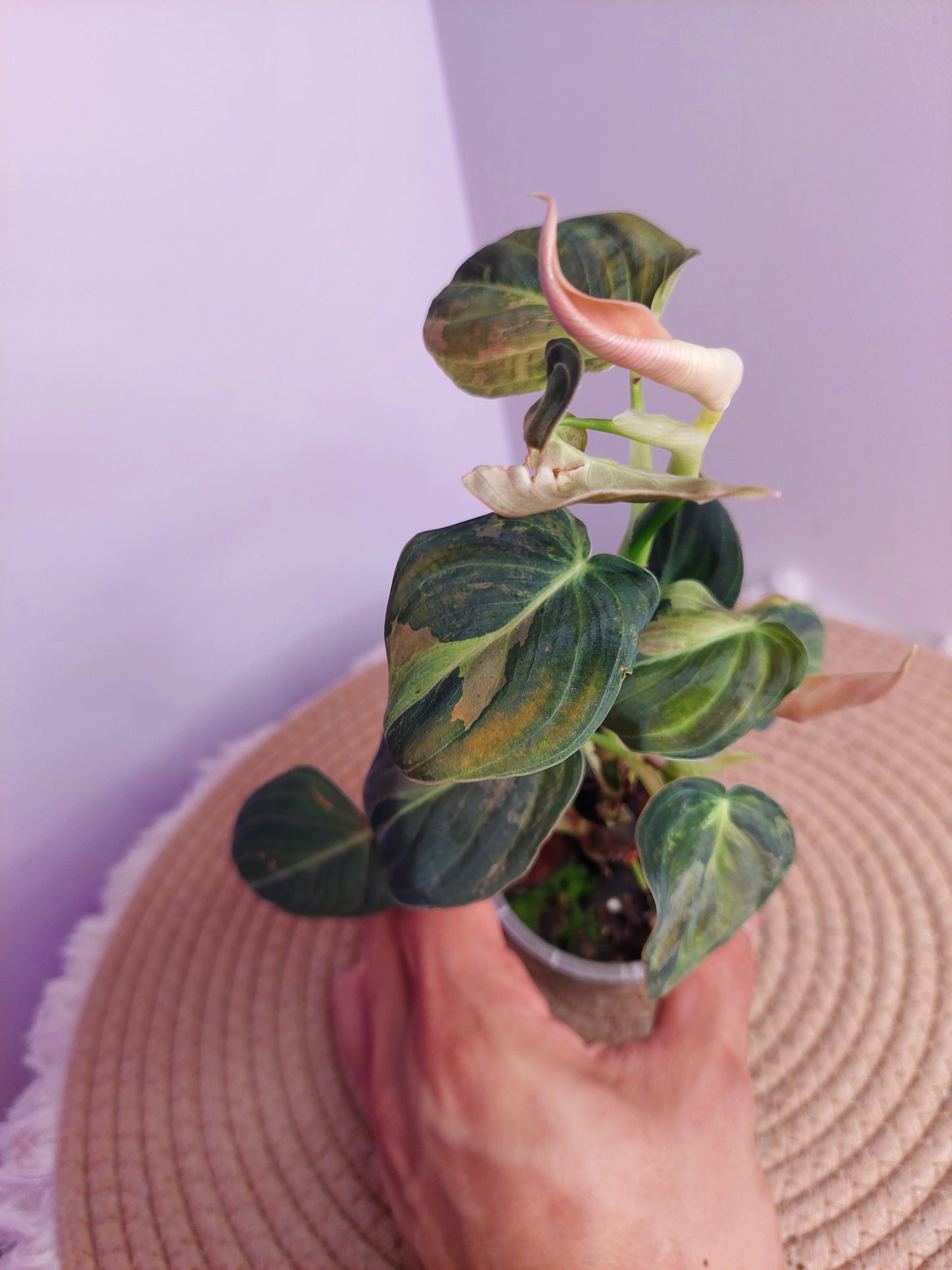 Philodendron Melanochrysum Variegated - 1