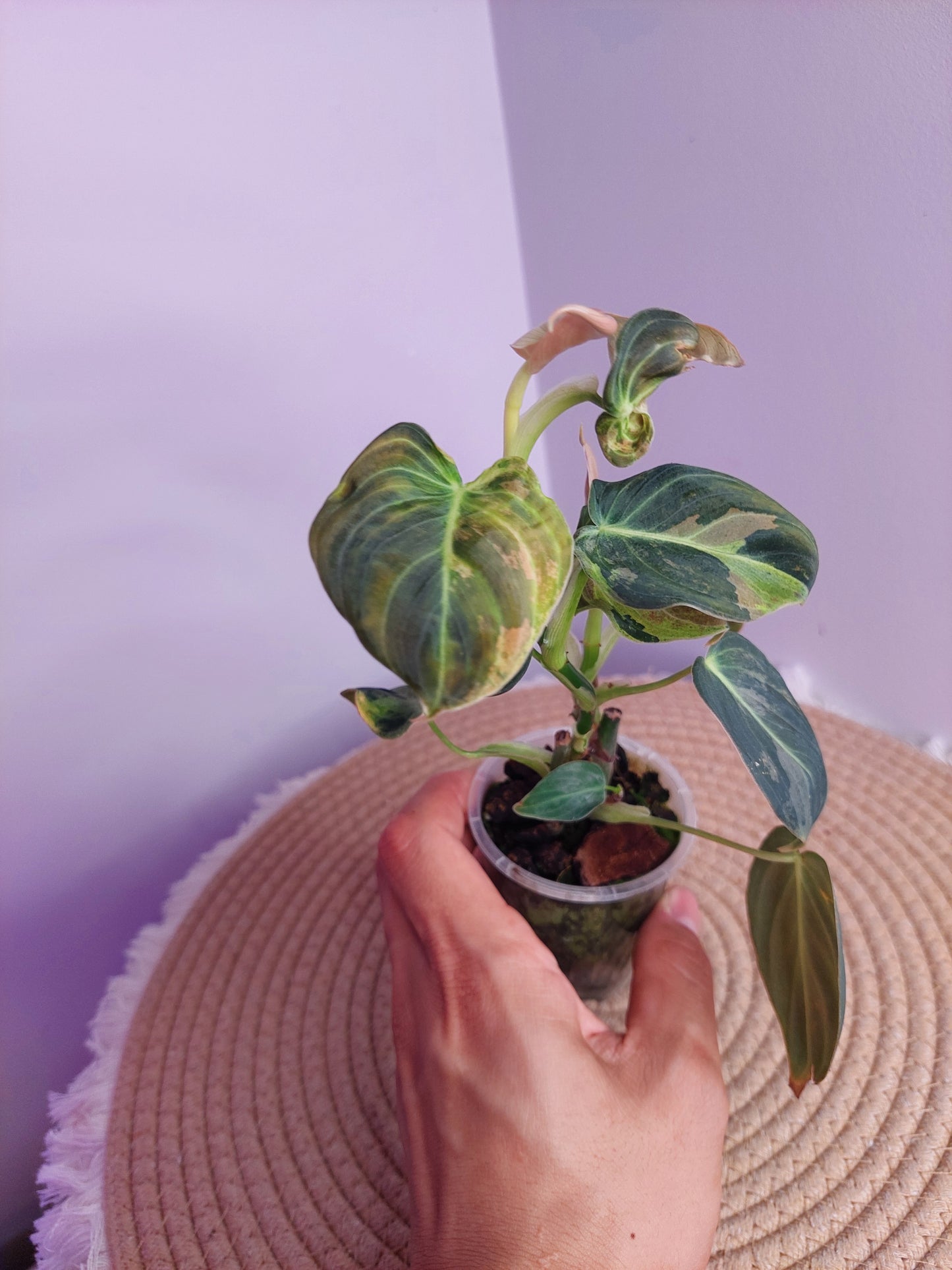 Philodendron Melanochrysum Variegated - 1