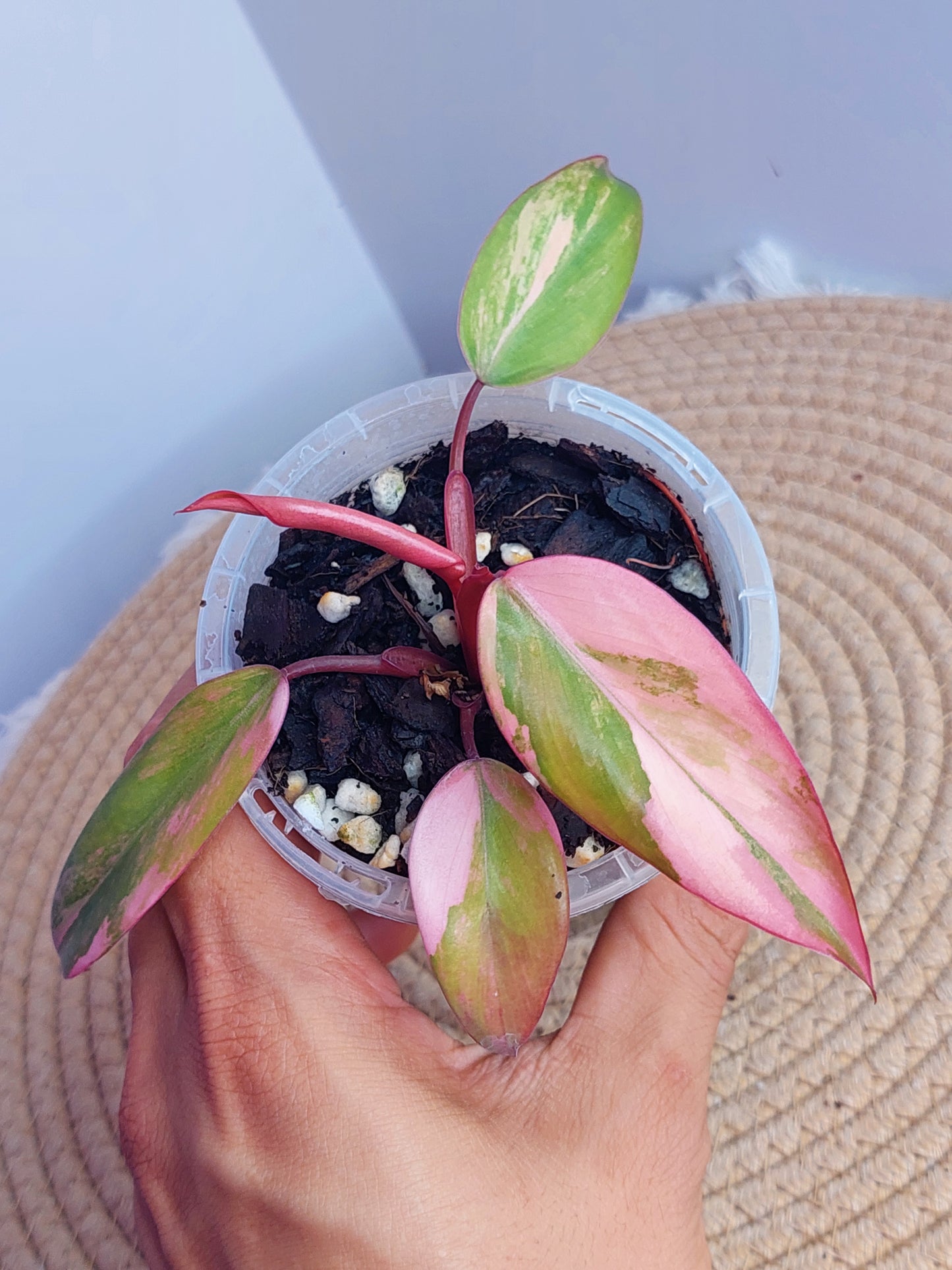 Philodendron Strawberry Shake - 1