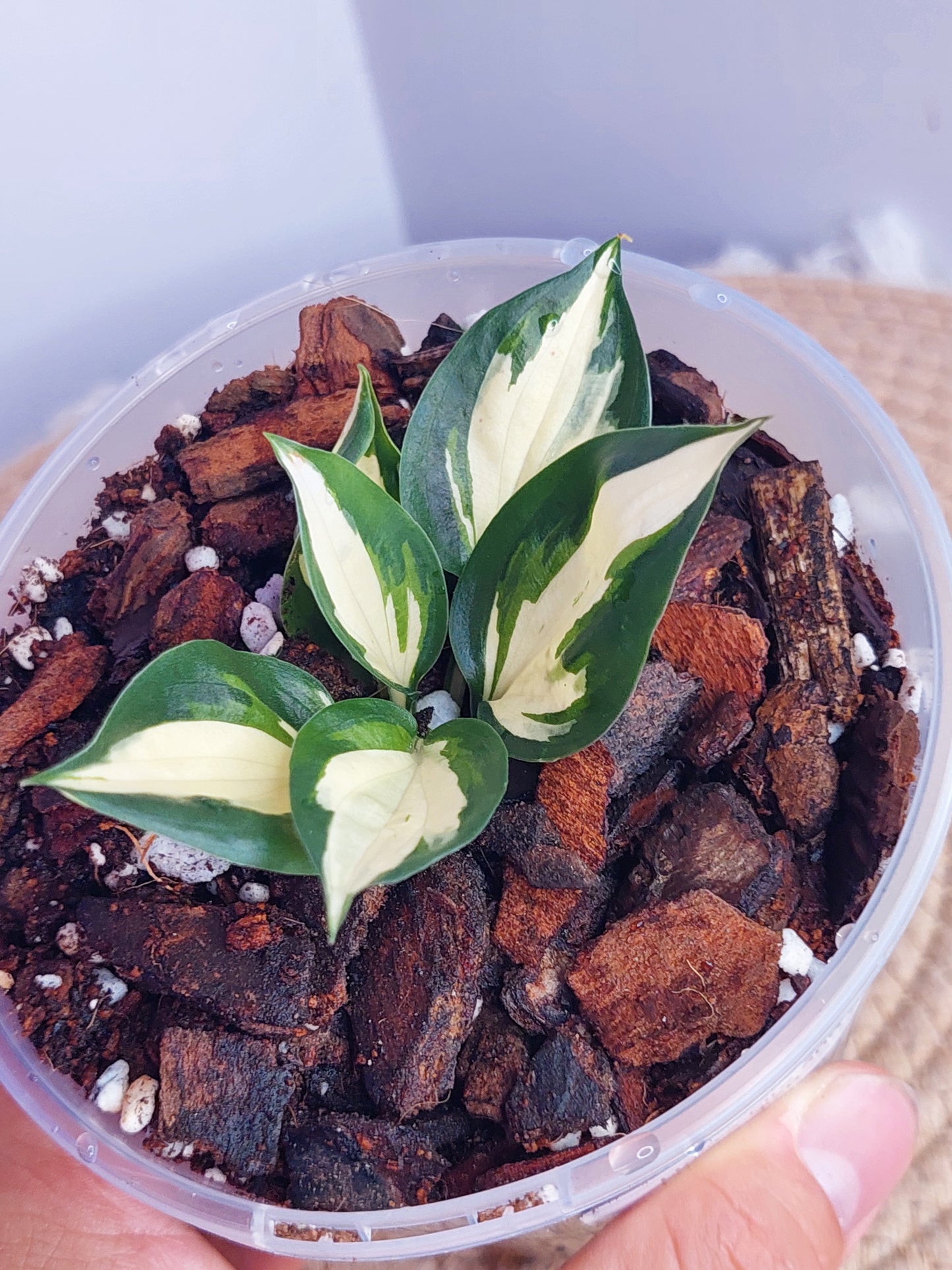 Hosta Fire and Ice - 1