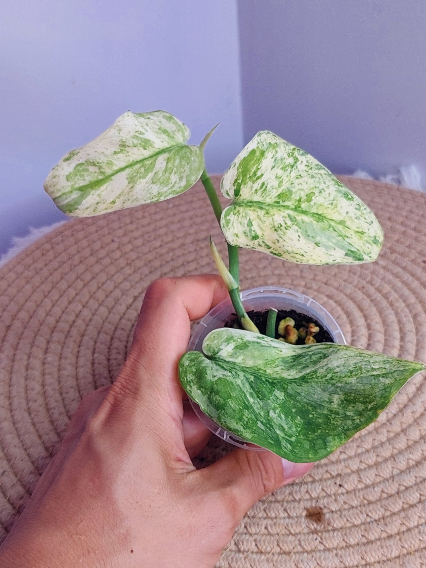 Scindapsus Silver Cloud Variegated - 1
