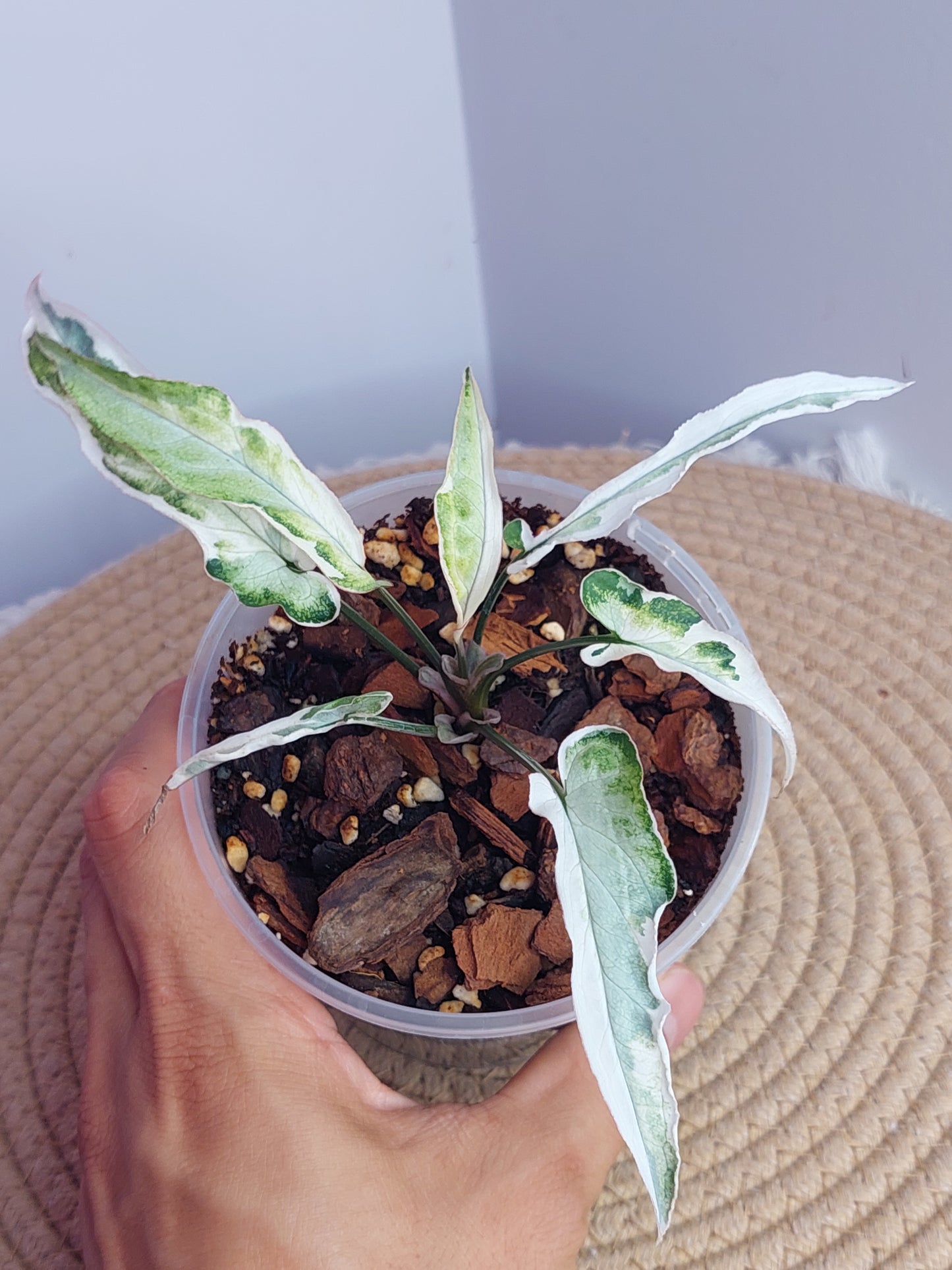 Syngonium Starlite - 1