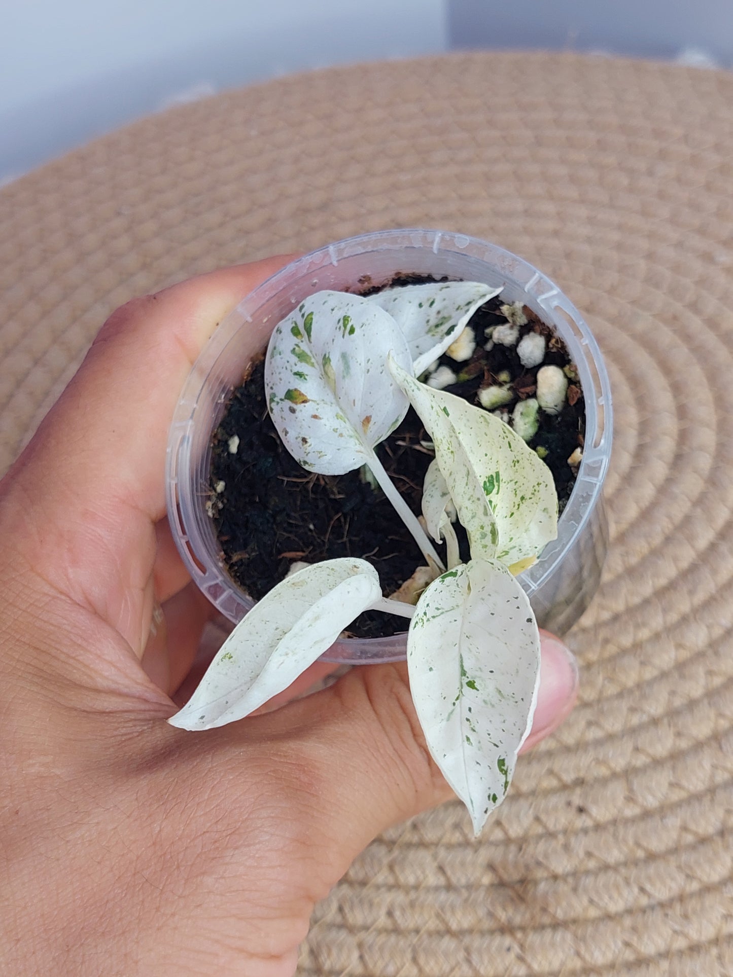 Epipremnum Pinnatum Marble - 2
