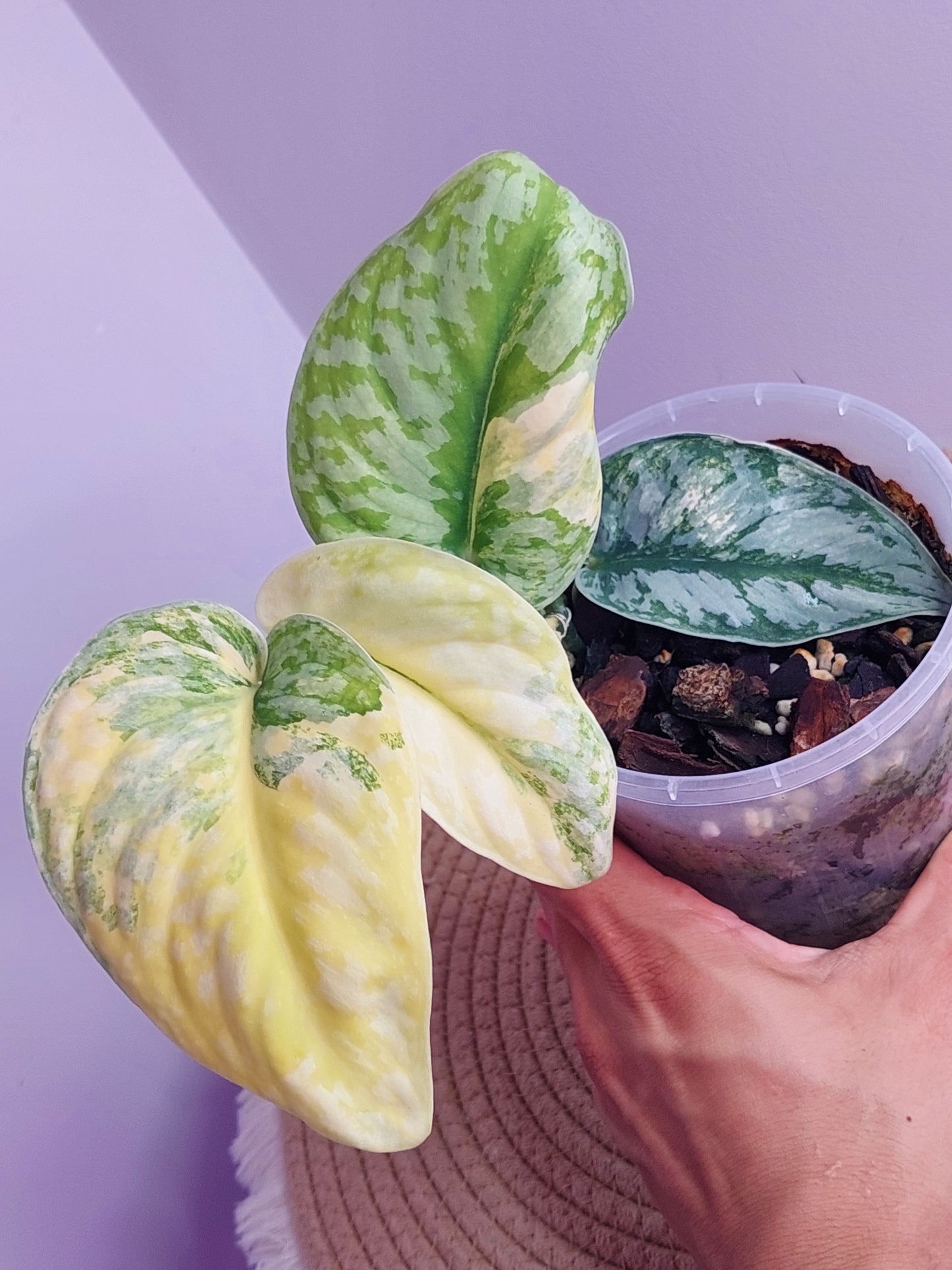 Scindapsus Exotica Variegated - 1