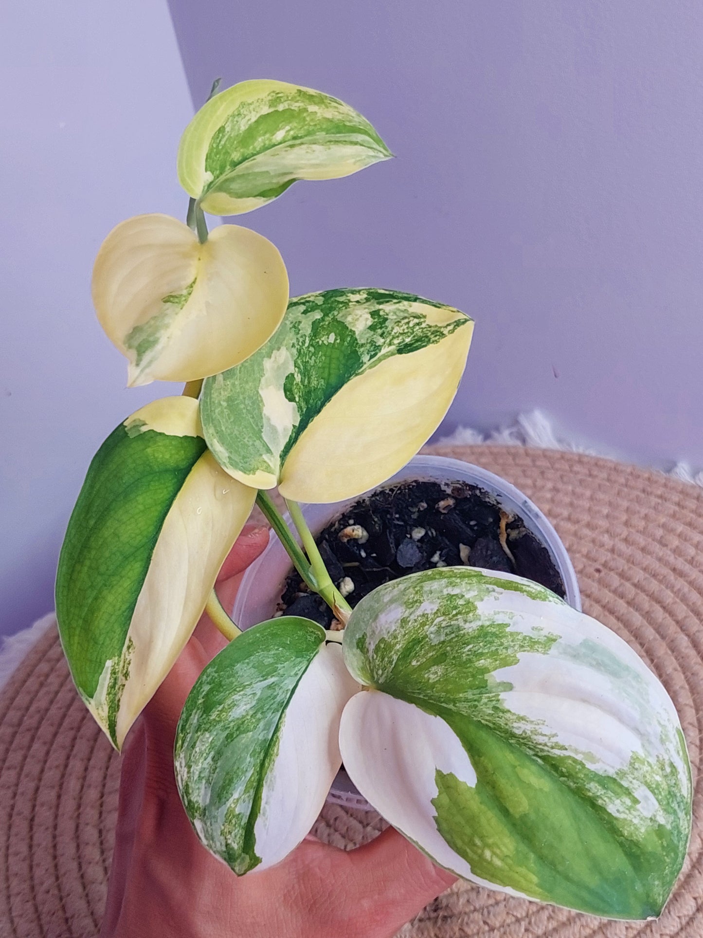 Scindapsus Jade Satin Variegated - 1