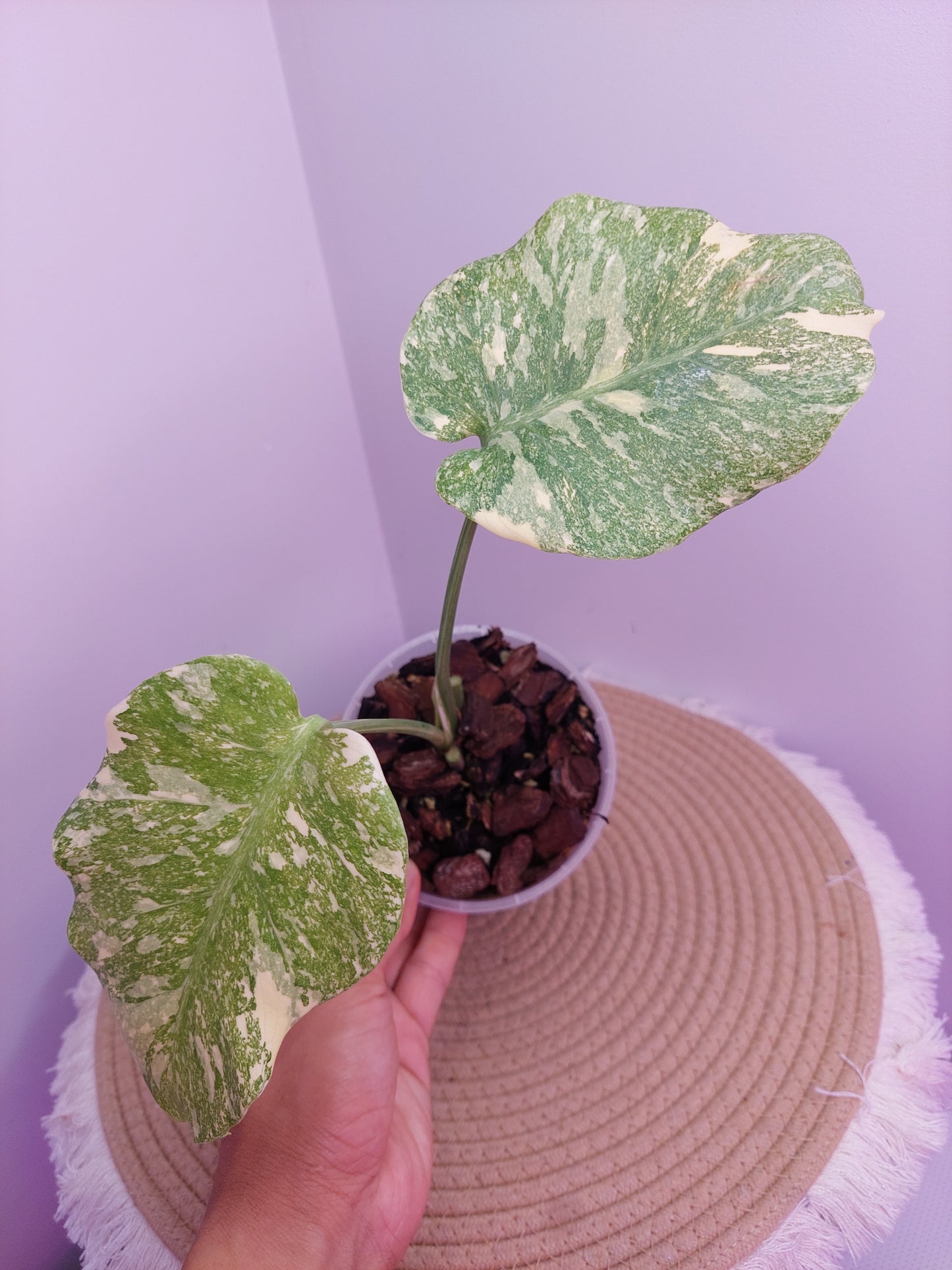 Monstera Thai Constellation Mutation A