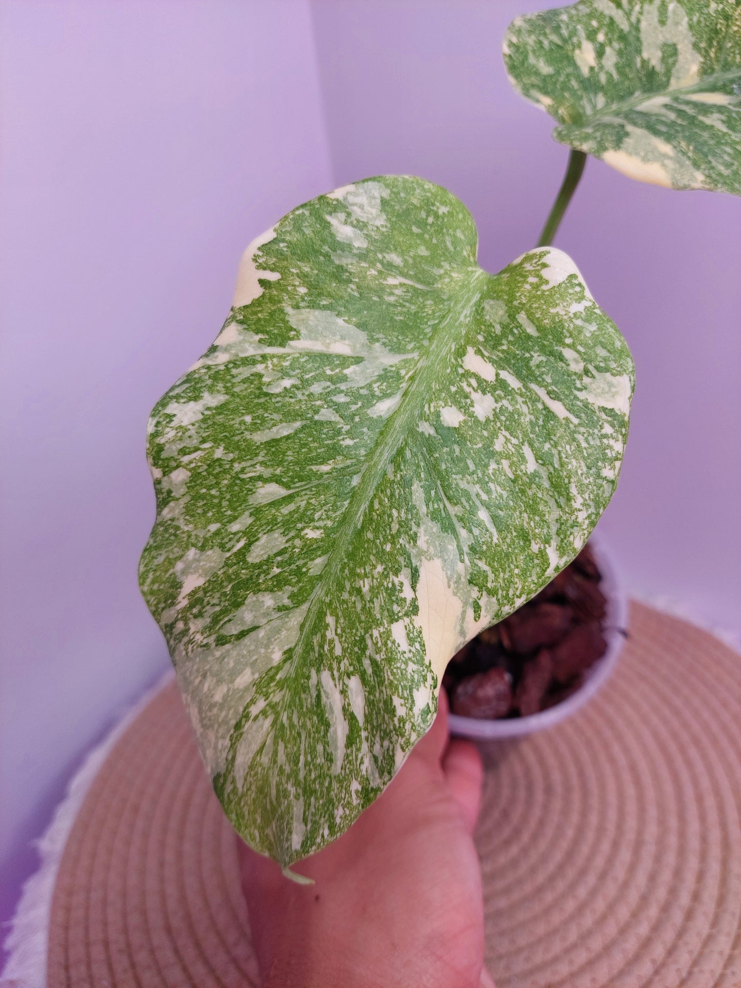 Monstera Thai Constellation Mutation A