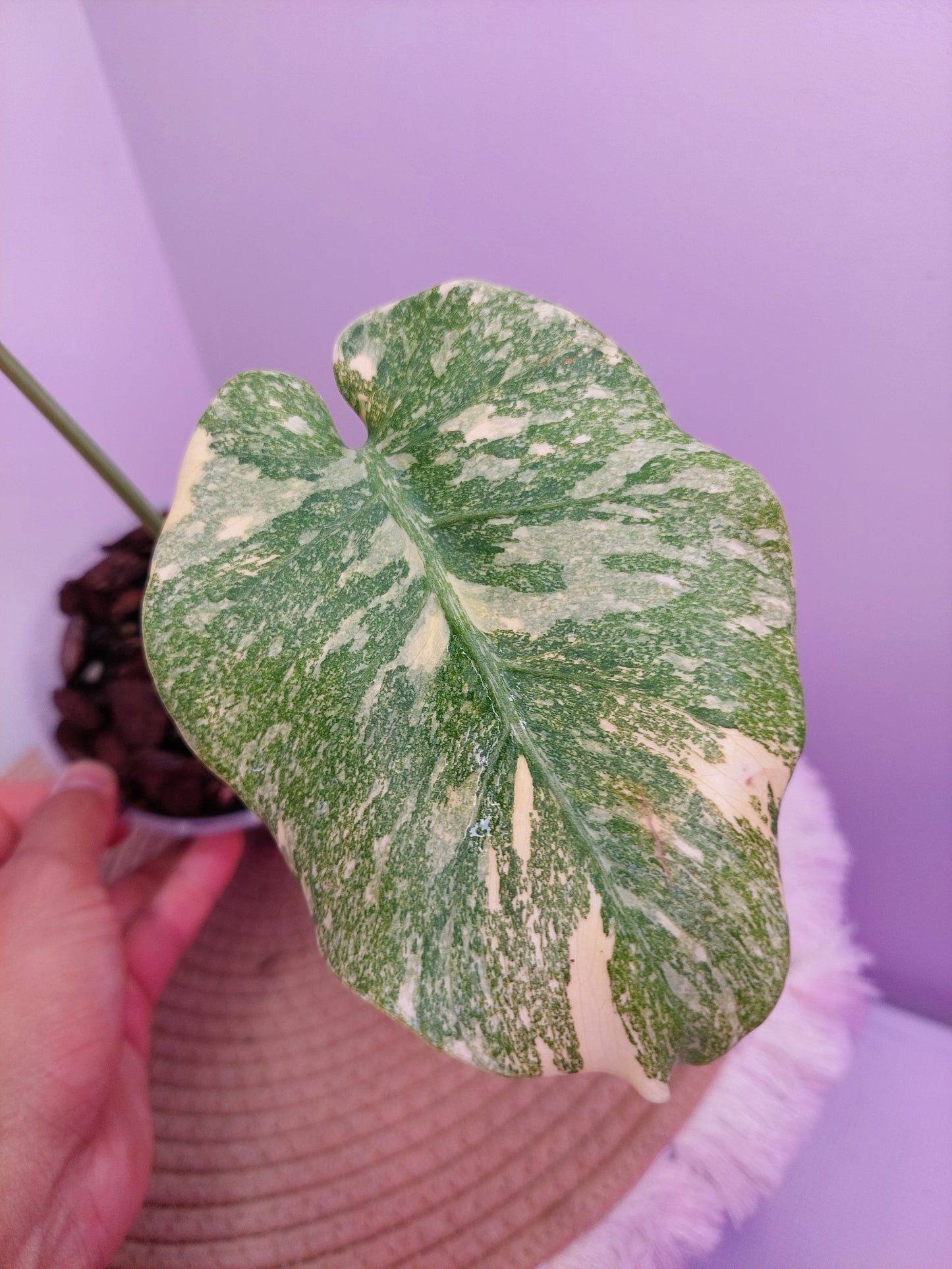 Monstera Thai Constellation Mutation A