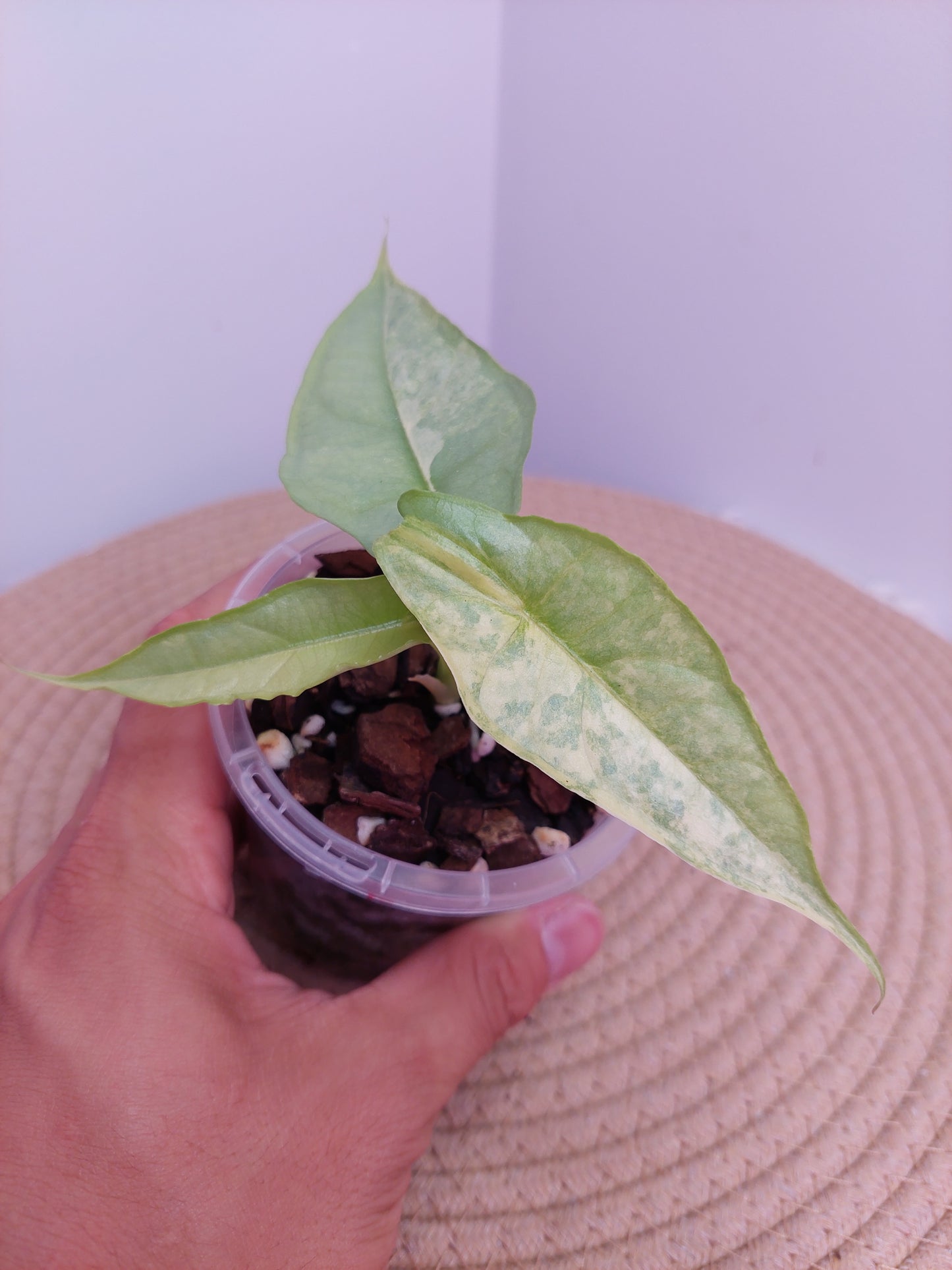 Alocasia Dragon Breath Variegated A