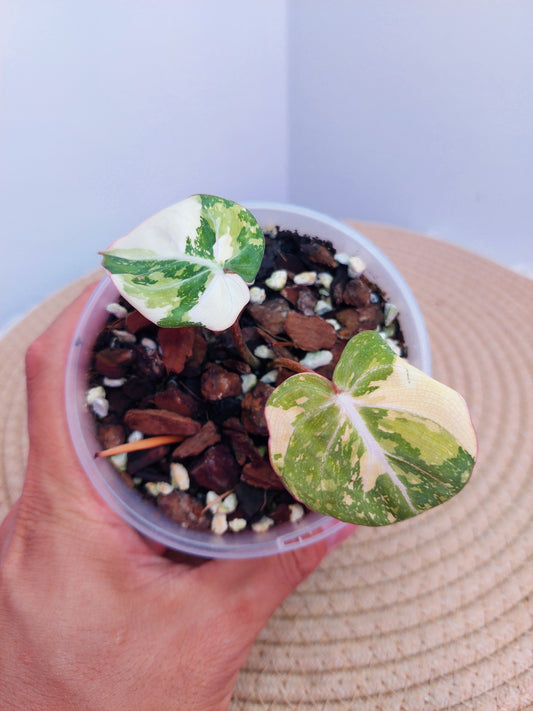 Philodendron Gloriosum Variegated A