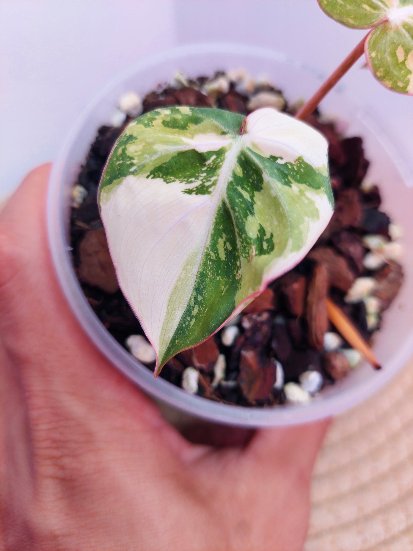 Philodendron Gloriosum Variegated A