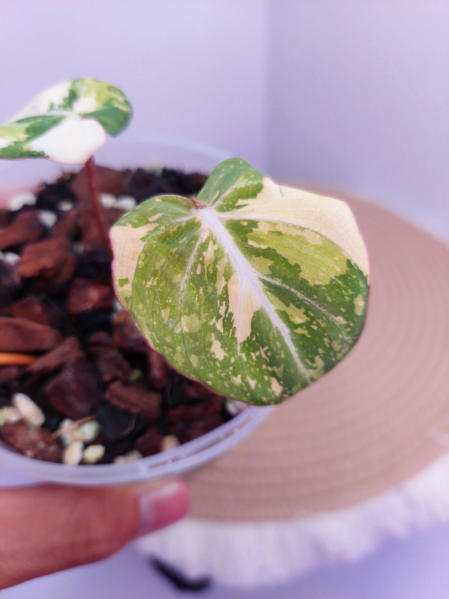 Philodendron Gloriosum Variegated A