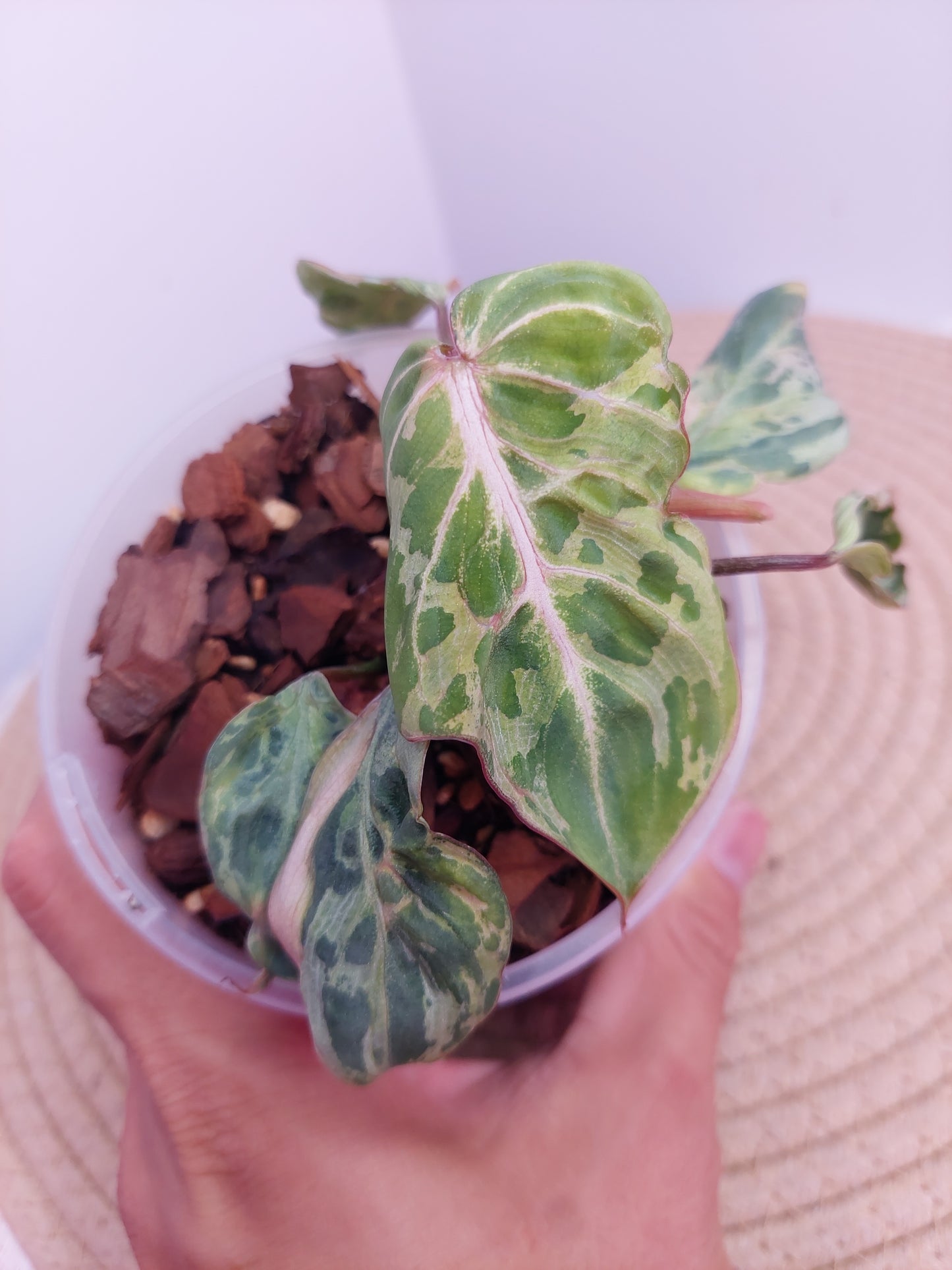 Philodendron Gloriosum Snow Leopard Variegated A