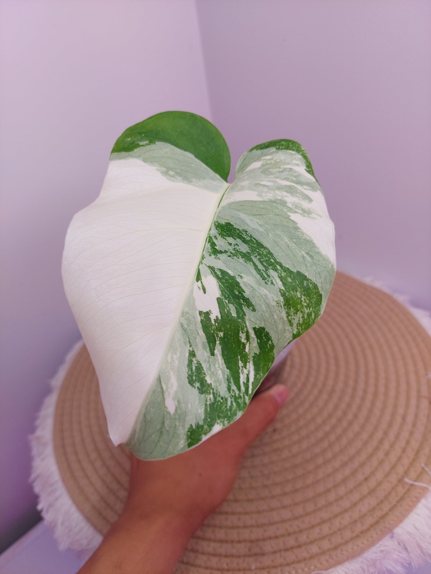 Monstera Borsigiana Albo Variegated A