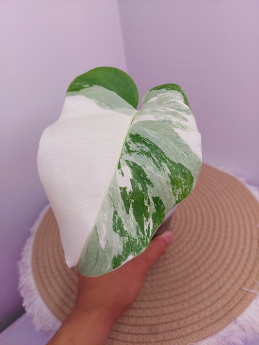 Monstera Borsigiana Albo Variegated A