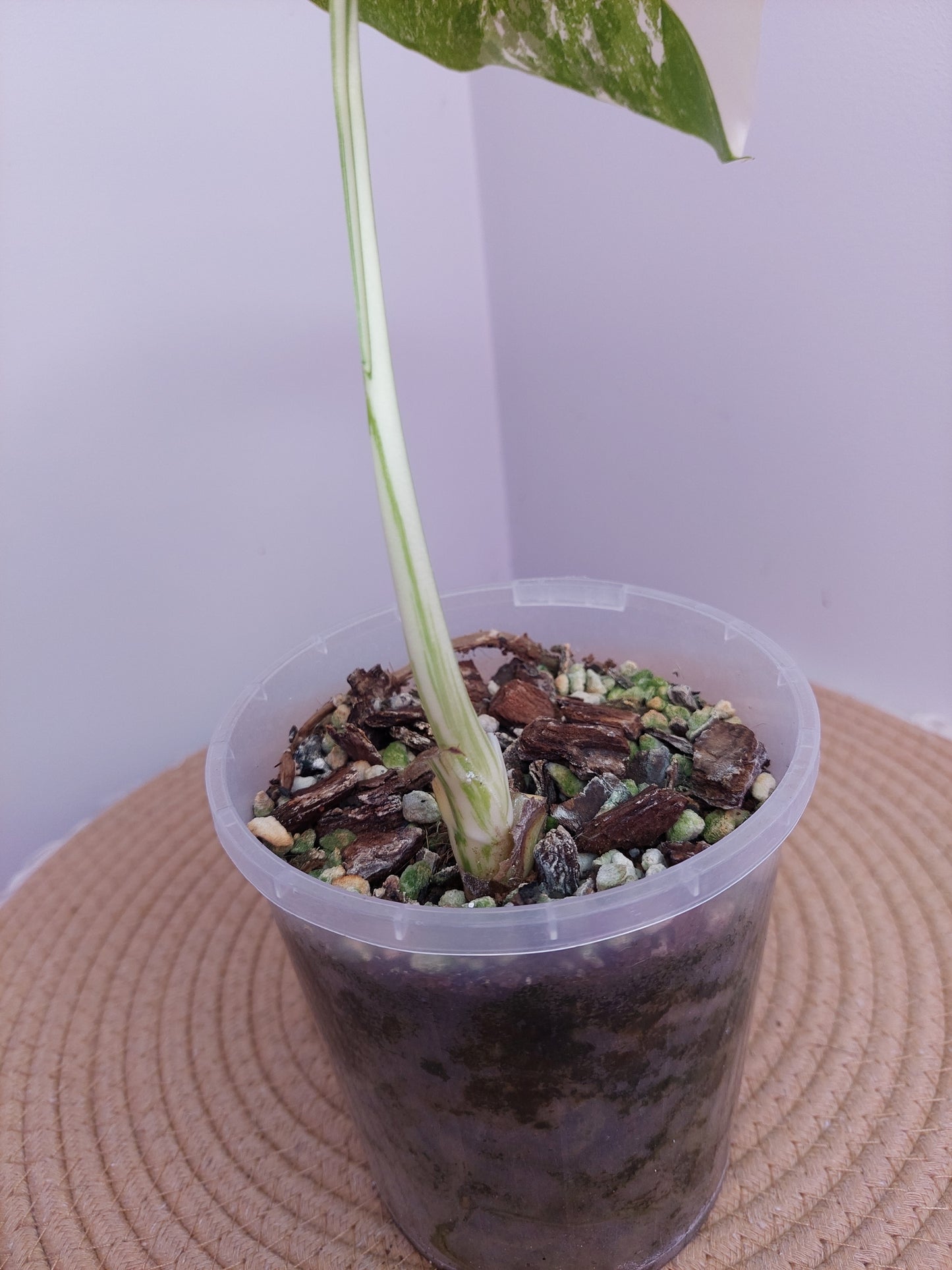 Monstera Borsigiana Albo Variegated A