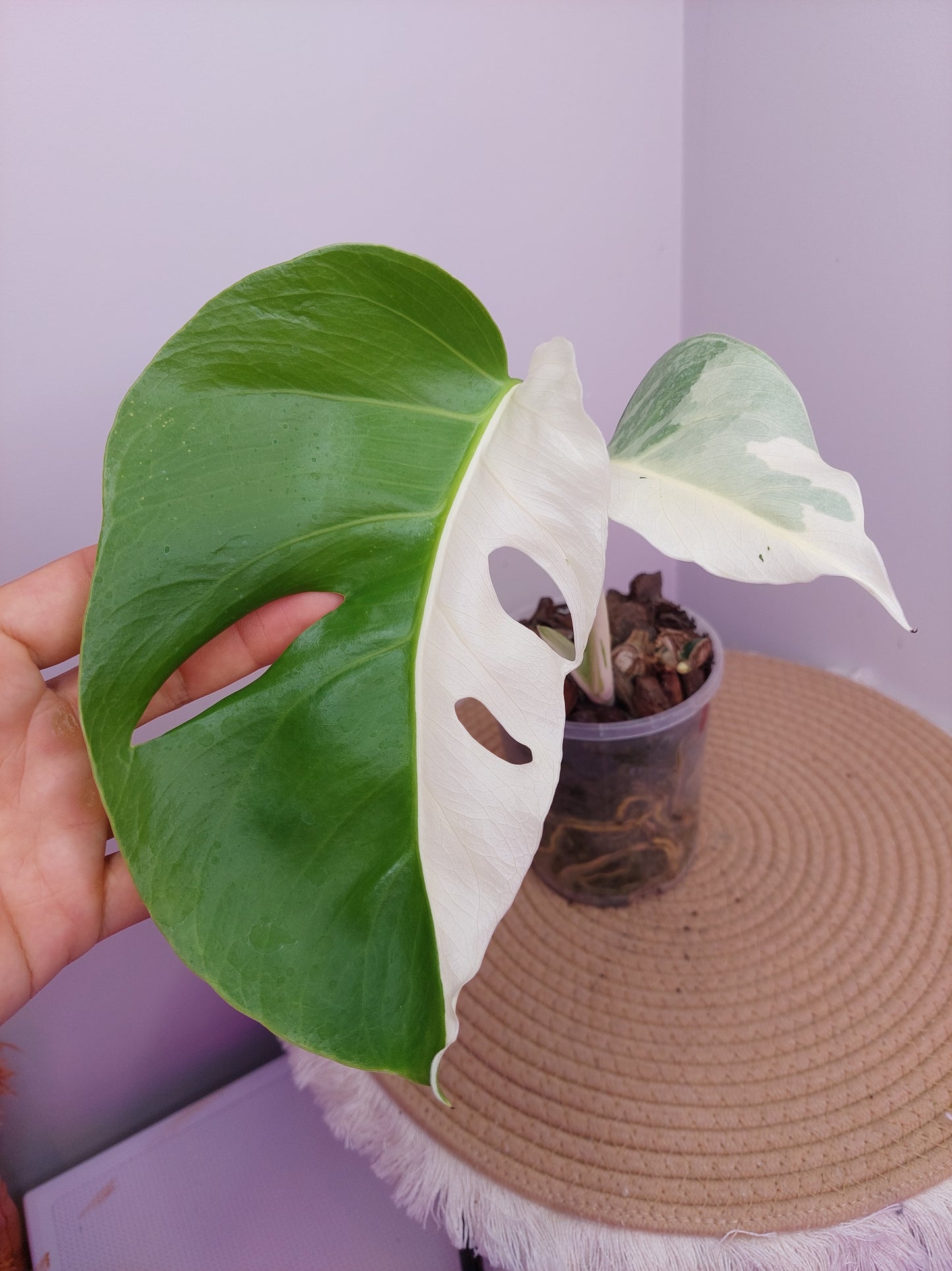 Monstera Borsigiana Albo Variegated B