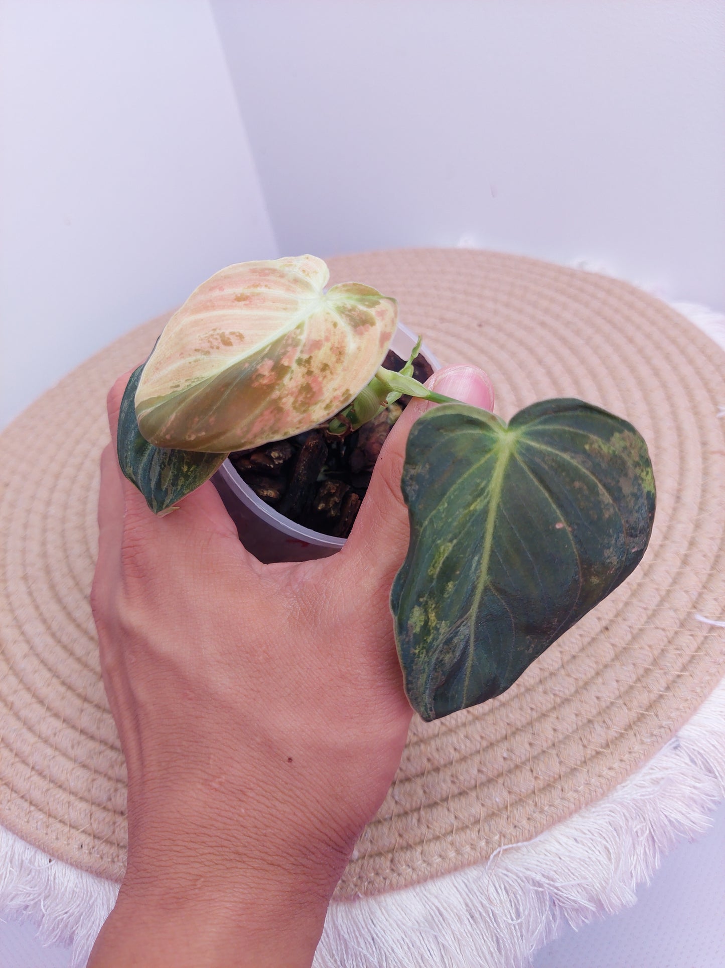 Philodendron Melanochrysum Variegated  A