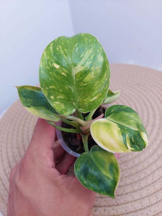 Philodendron Green Congo(Nuclear Congo) A