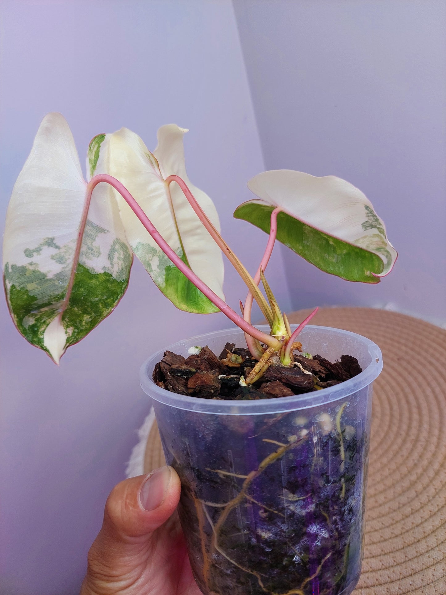 Philodendron Burle Marx variegated A