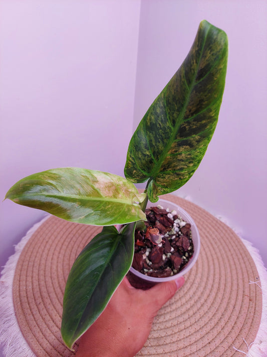 Philodendron Subhastatum Variegated A