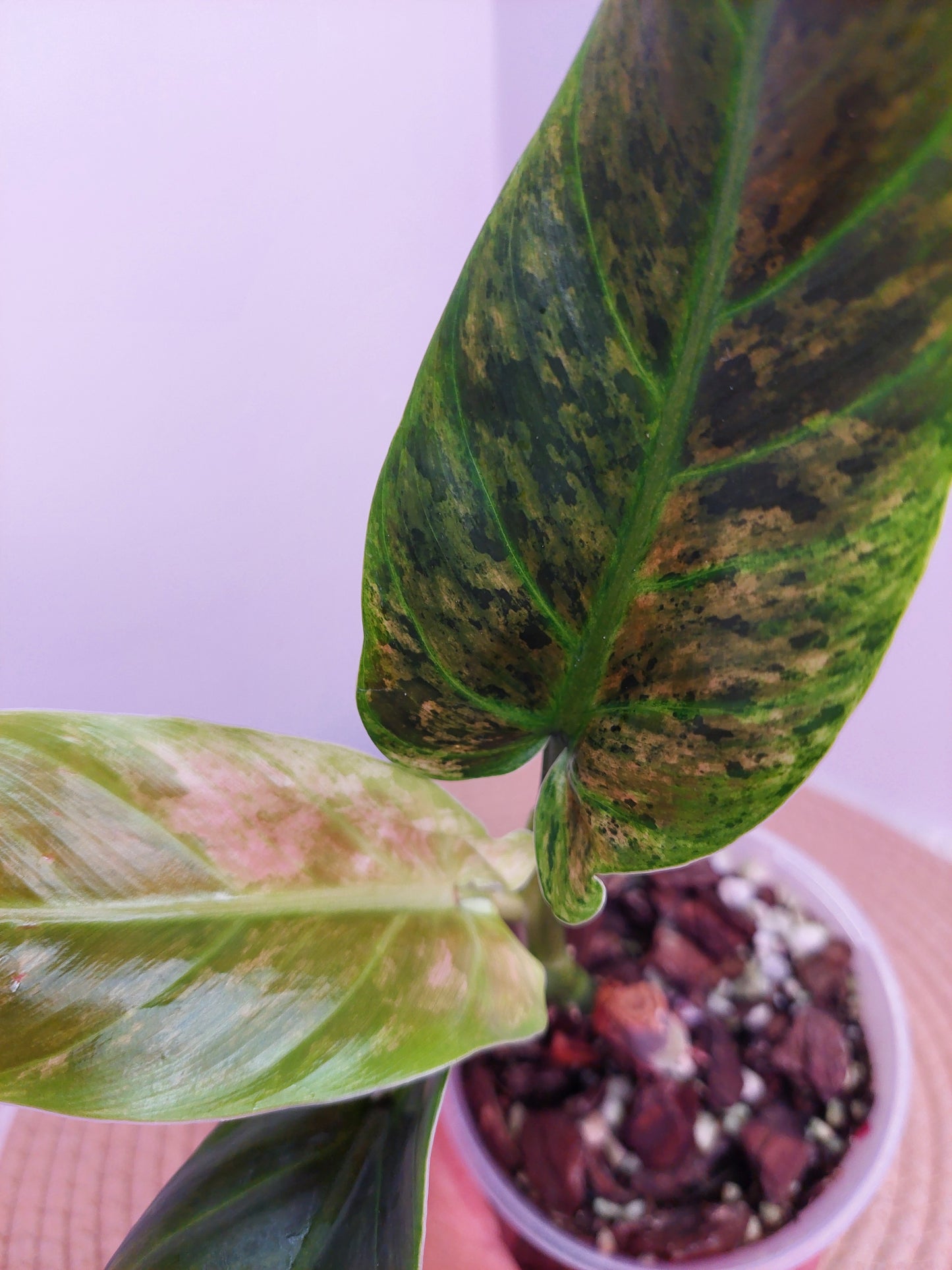 Philodendron Subhastatum Variegated A