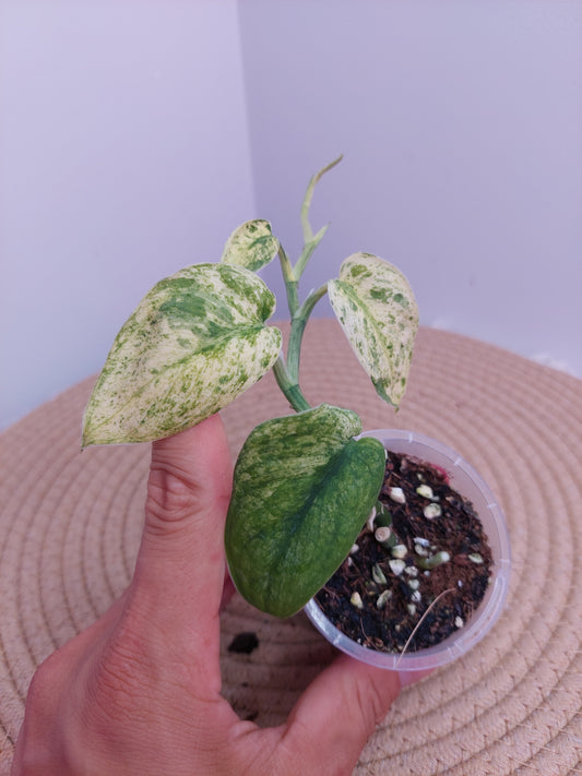 Scindapsus Creme Brulee Variegated A