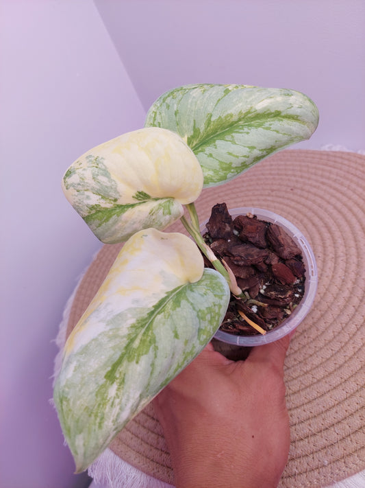 Scindapsus Exotica Variegated A