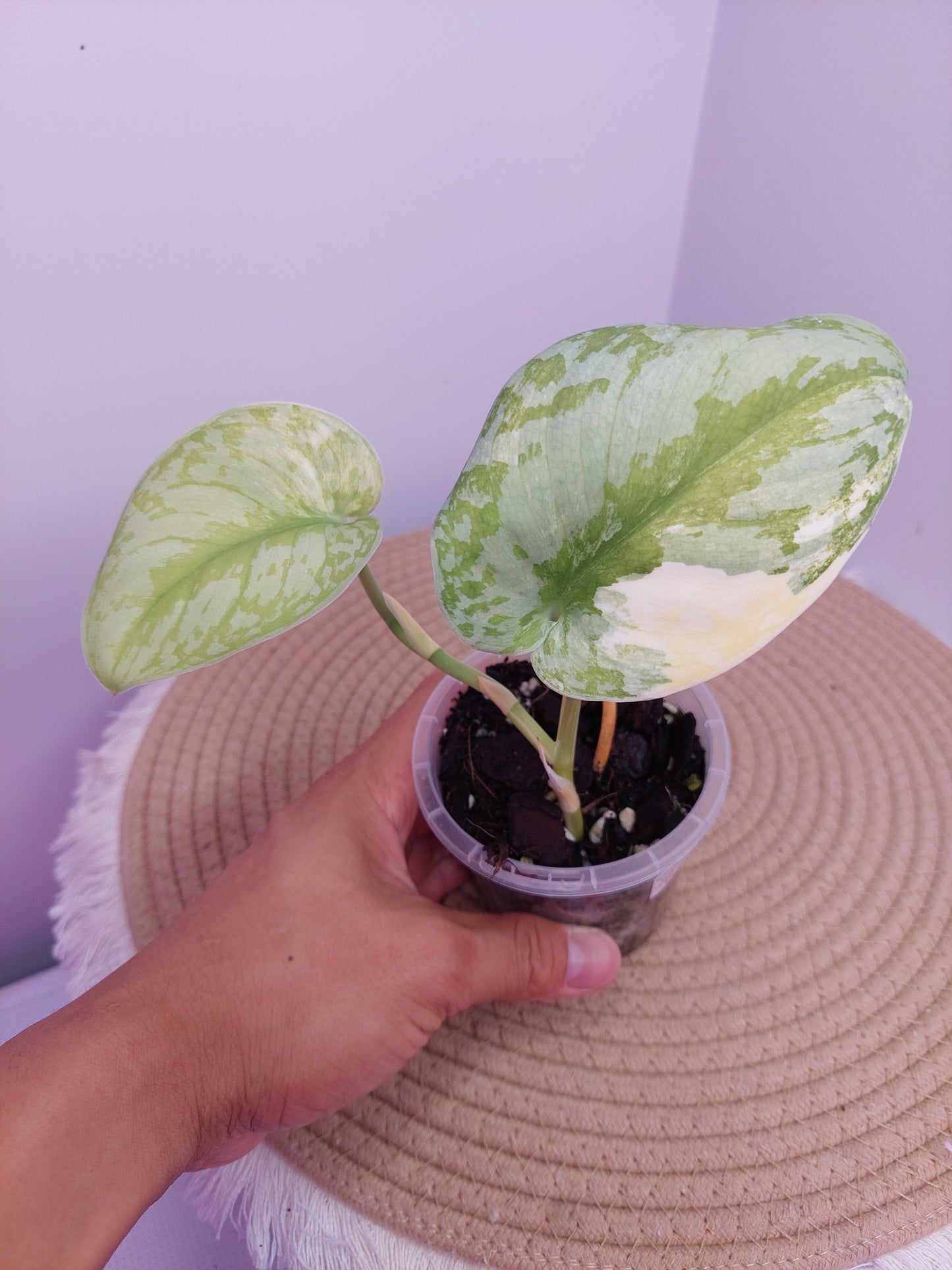 Scindapsus Exotica Variegated B