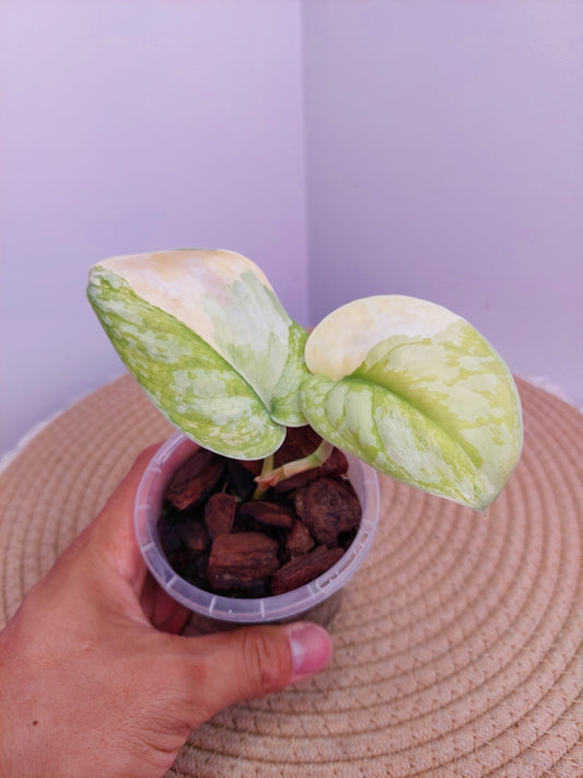 Scindapsus Exotica Variegated C