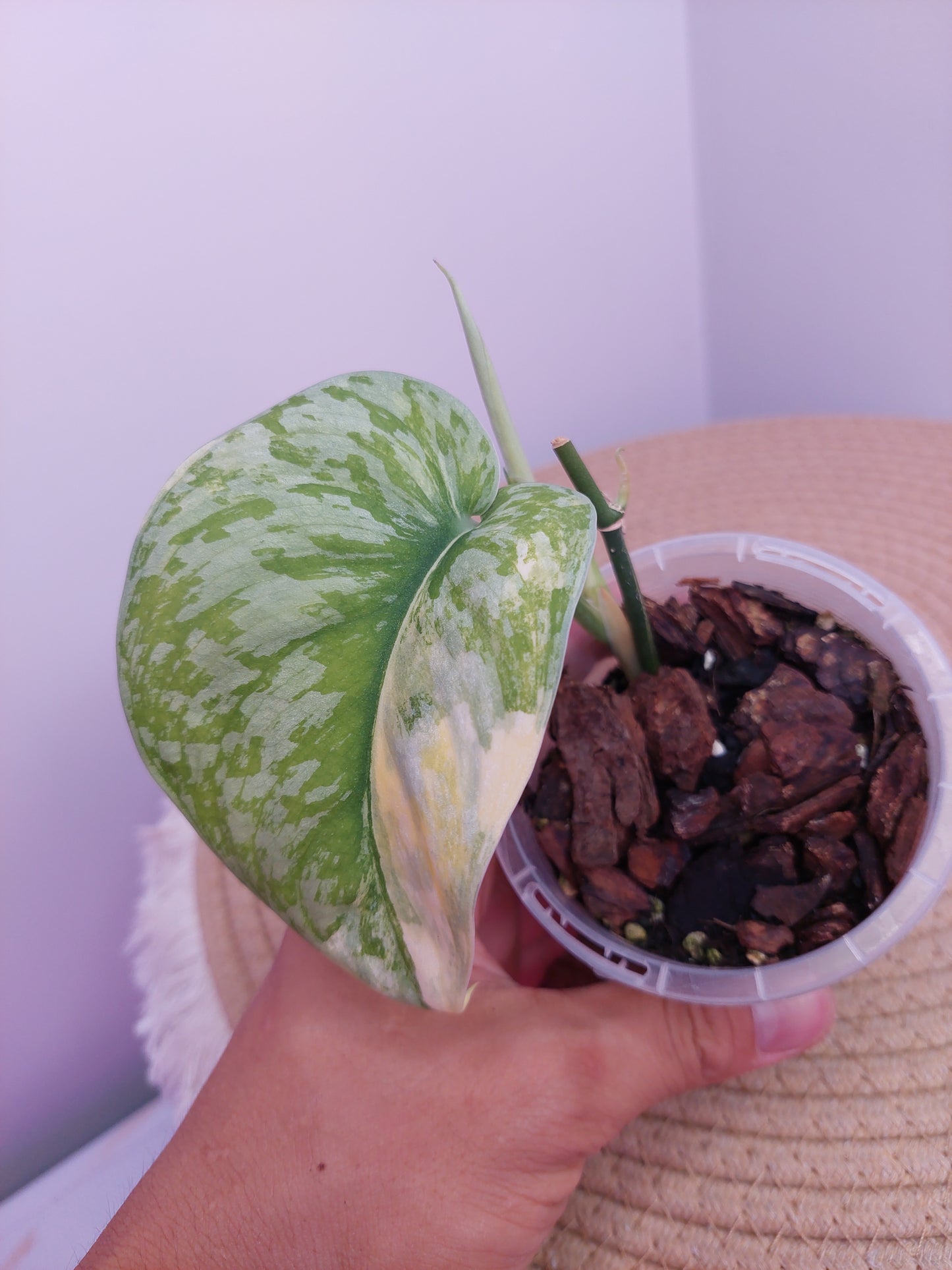 Scindapsus Exotica Variegated D