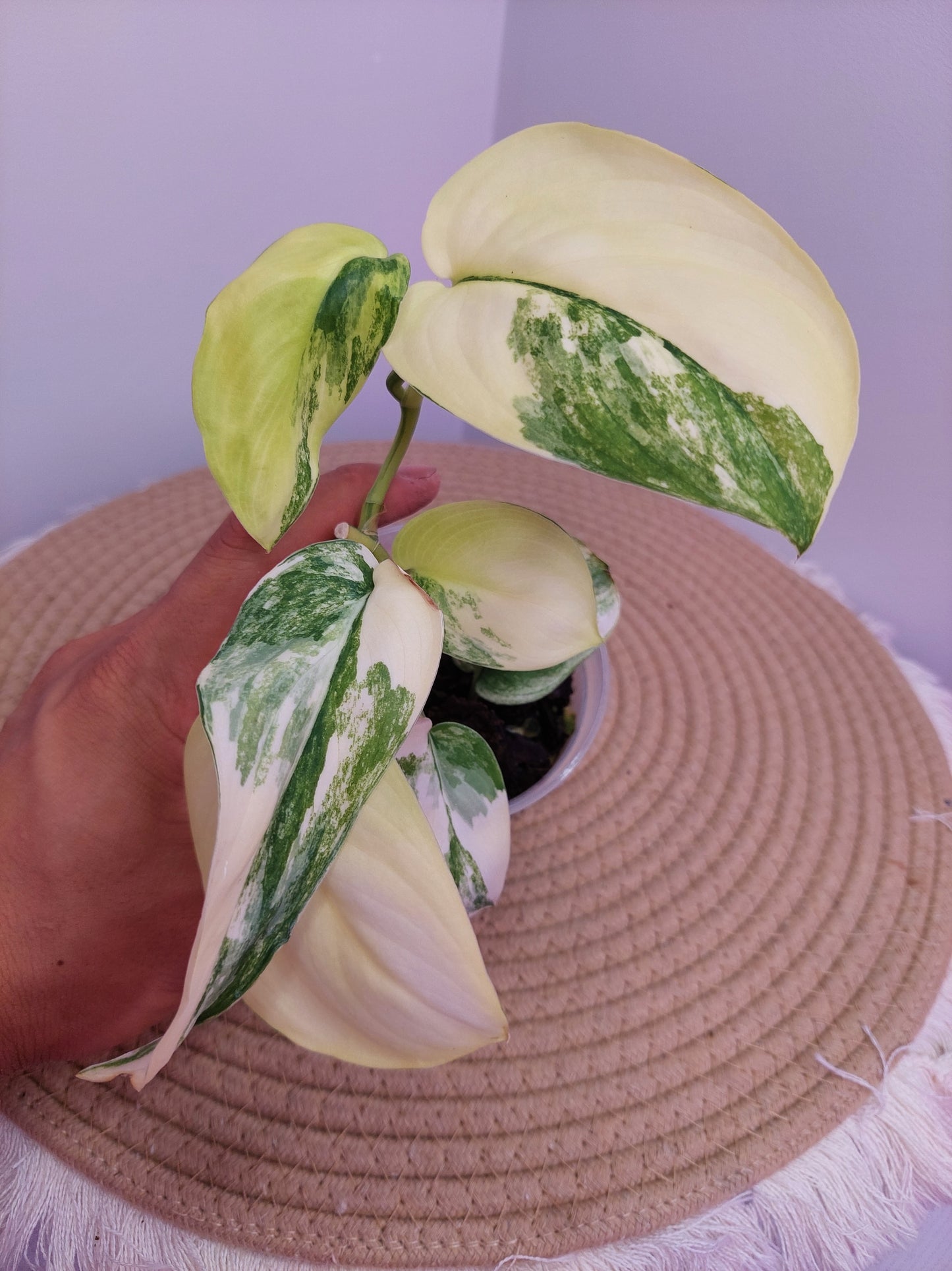 Scindapsus Jade Satin Variegated A