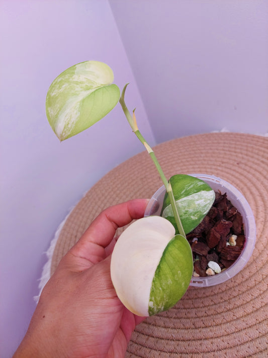 Scindapsus Jade Satin Variegated B