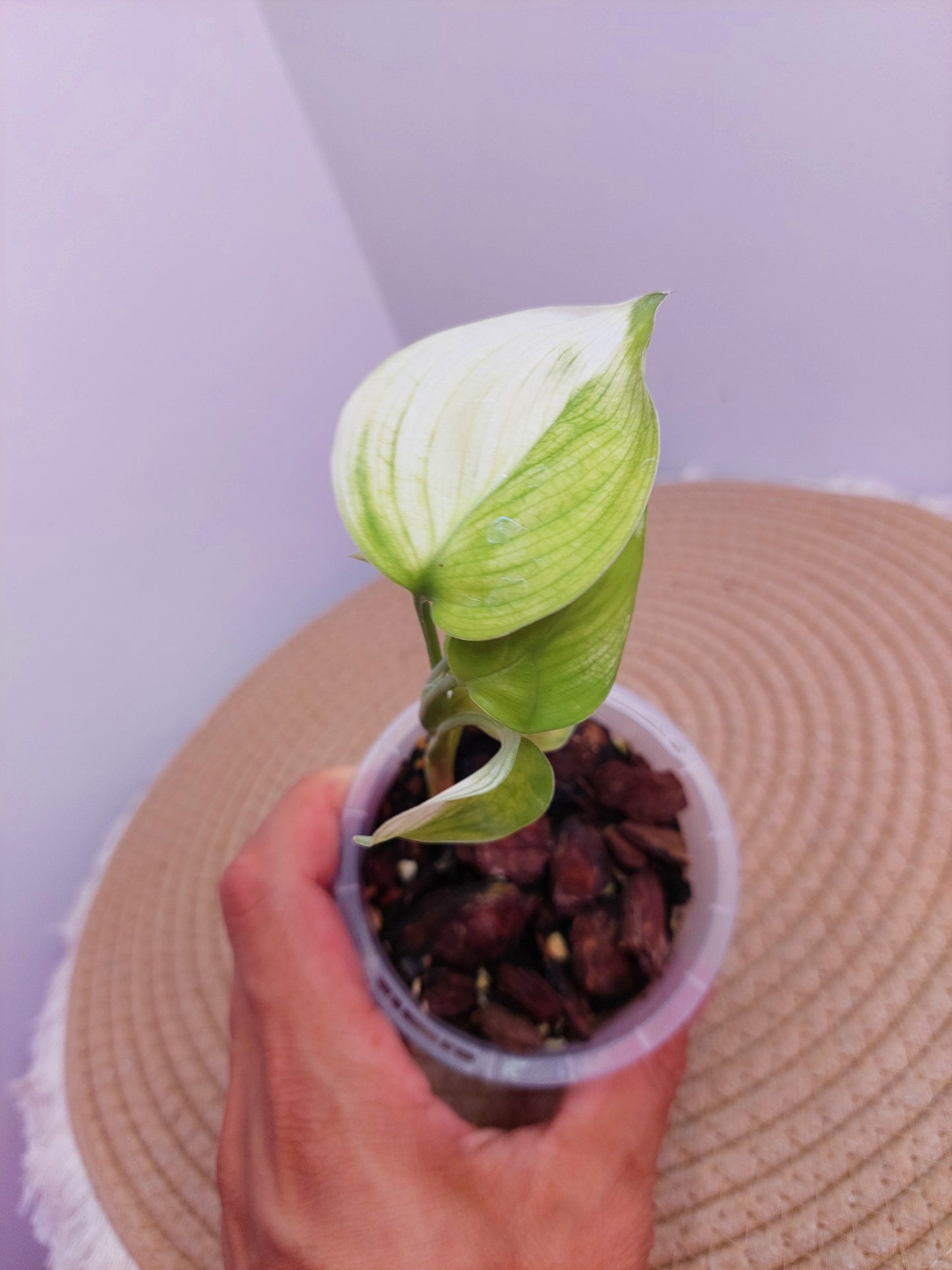 Scindapsus White Monster A