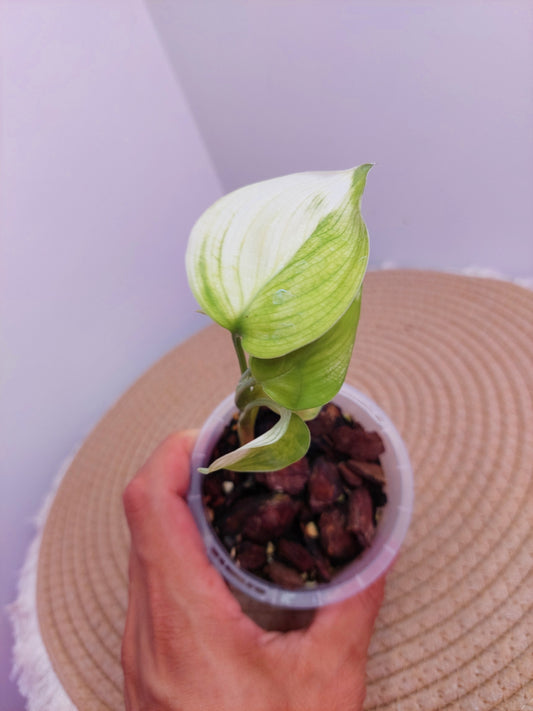 Scindapsus White Monster A