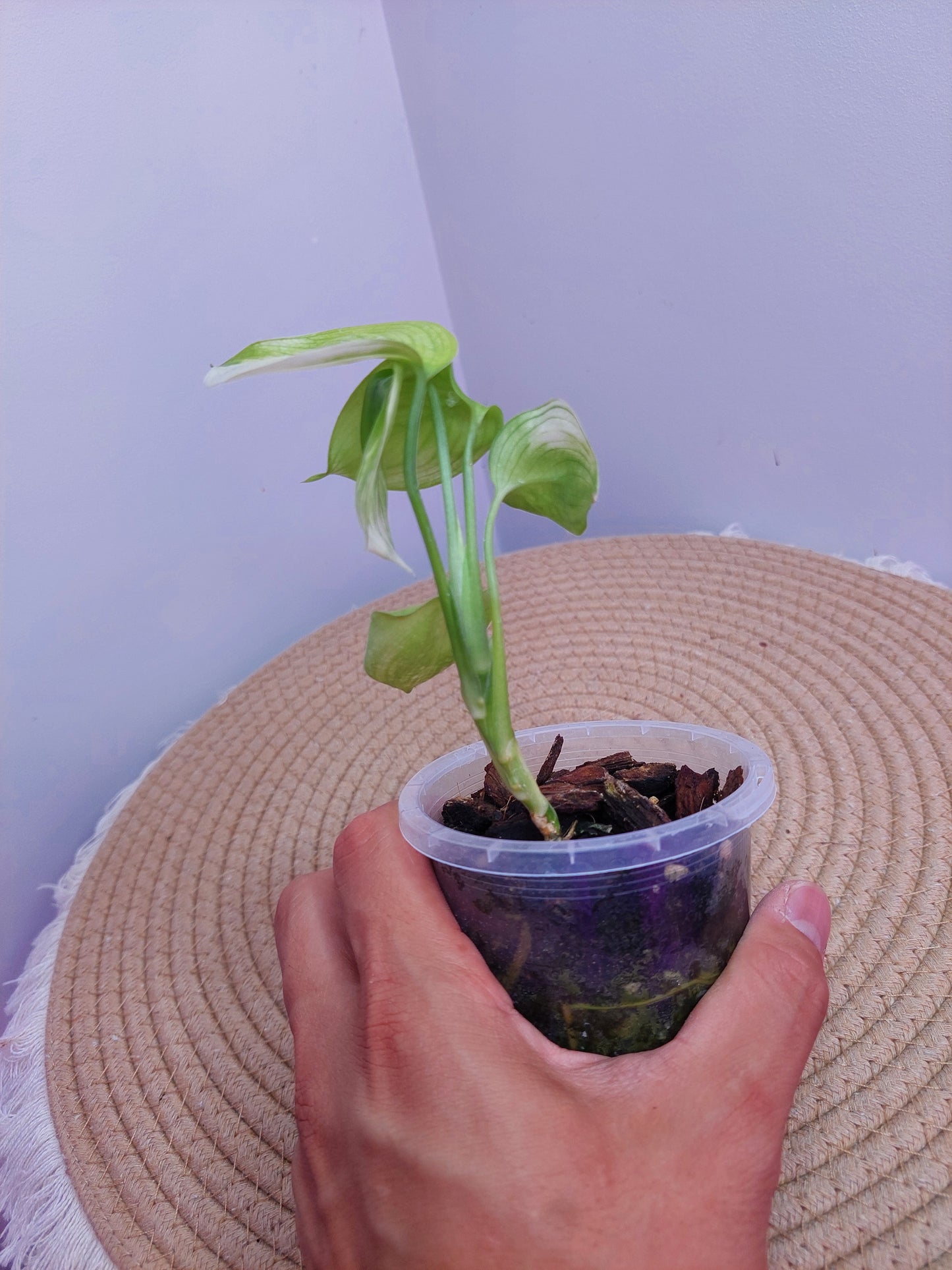 Scindapsus White Monster A