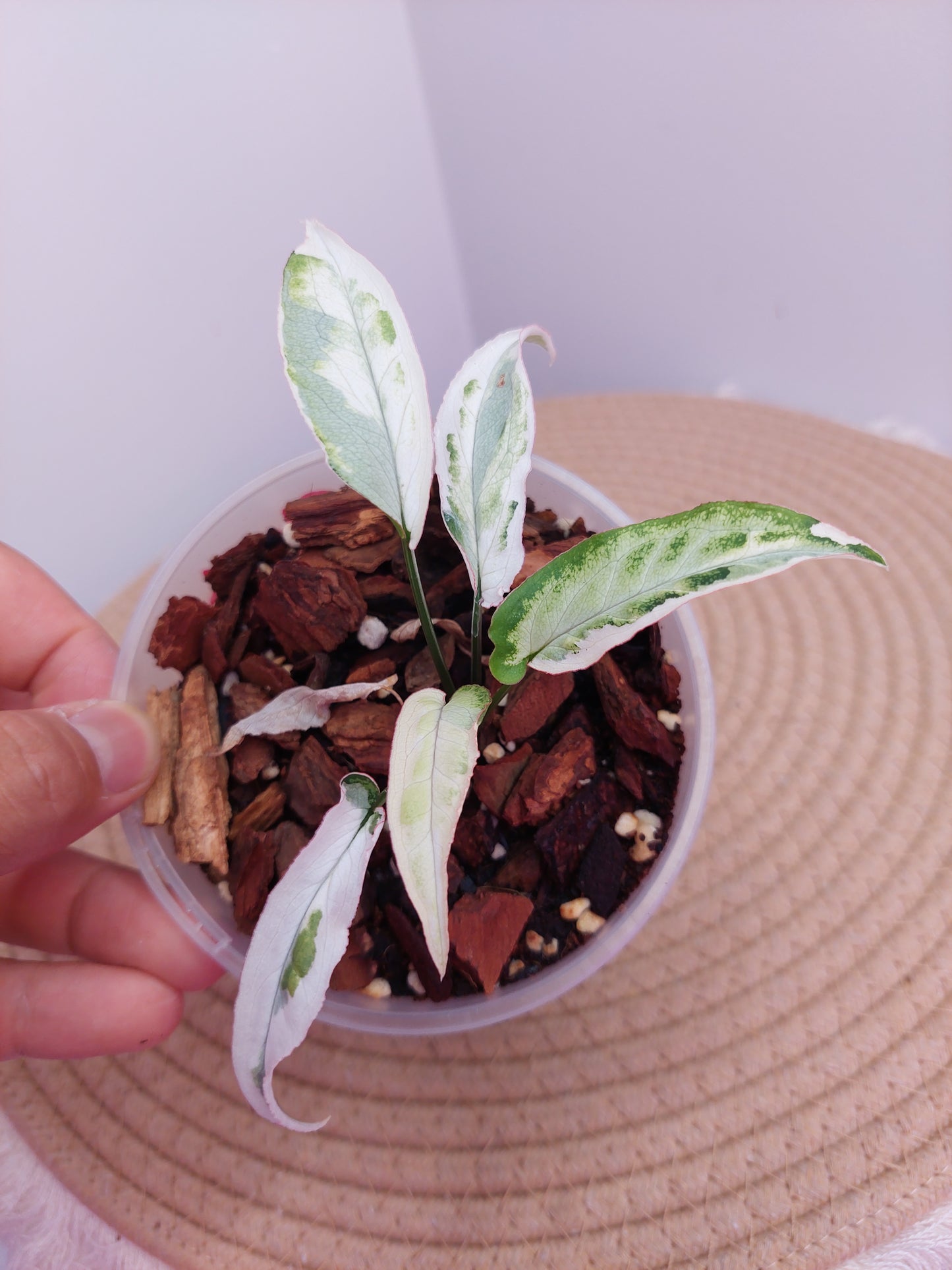 Syngonium Starlite A