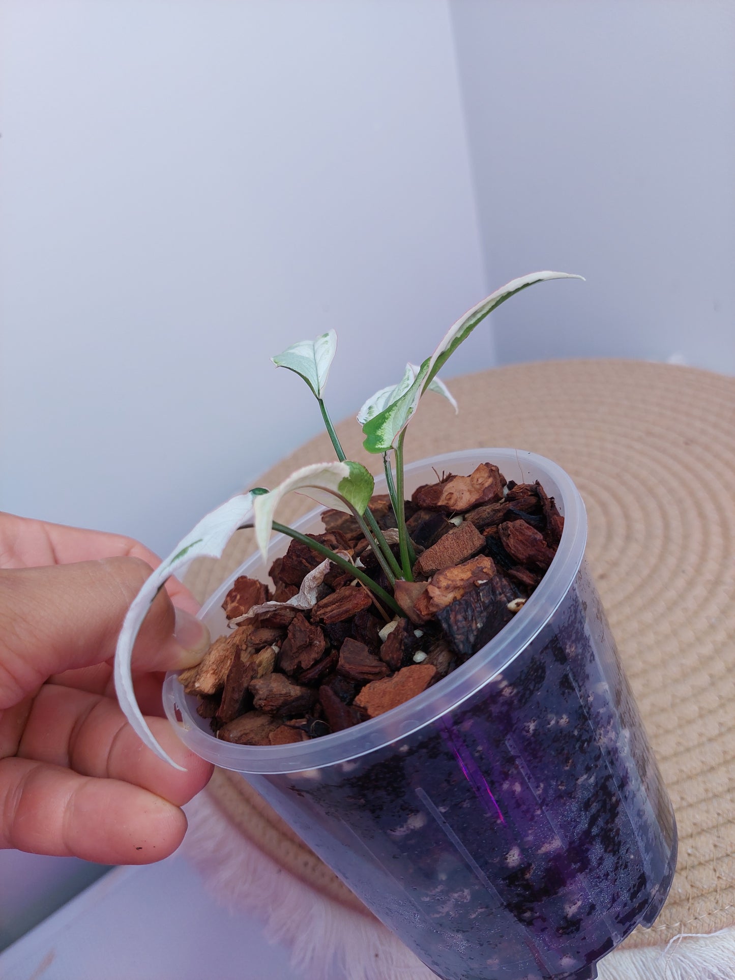 Syngonium Starlite A