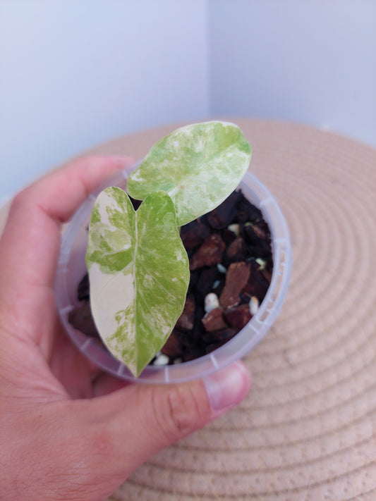 Alocasia Gageana Aurea Variegated  A