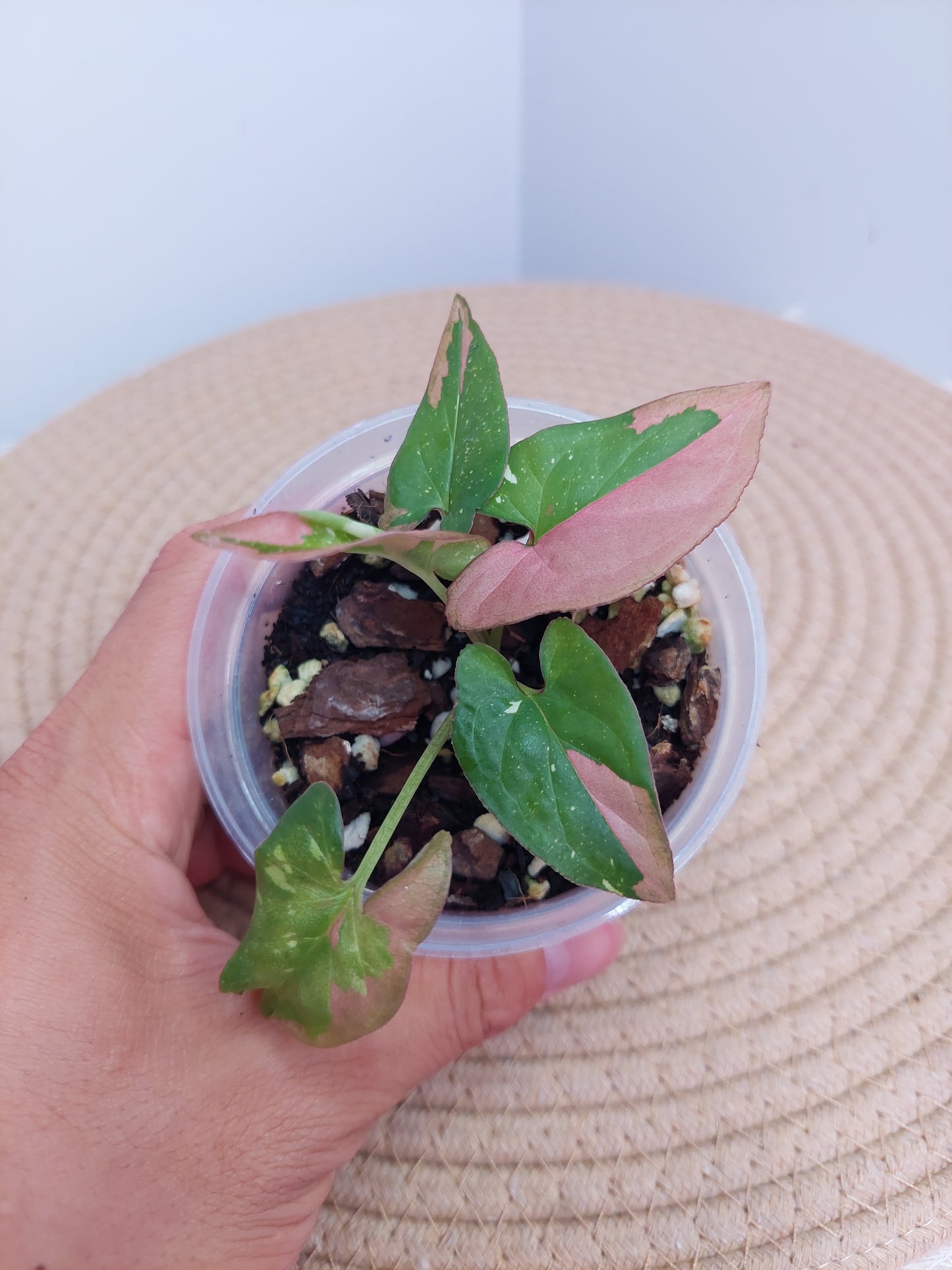 Syngonium Red Spot Tricolour C