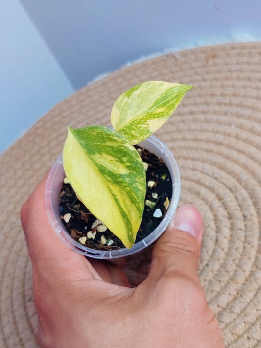 Monstera Deliciosa Electrolyte #A