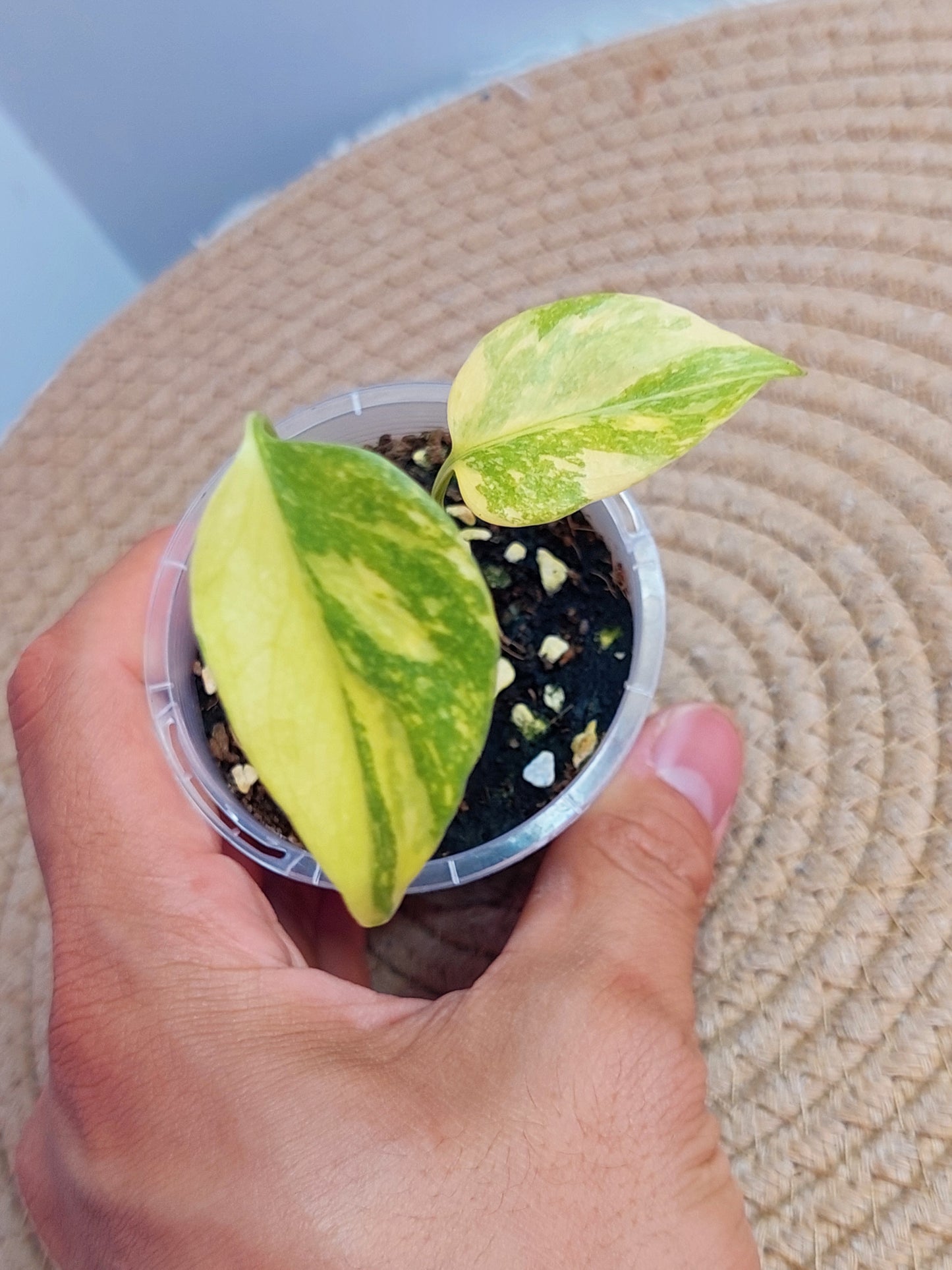 Monstera Deliciosa Electrolyte #A