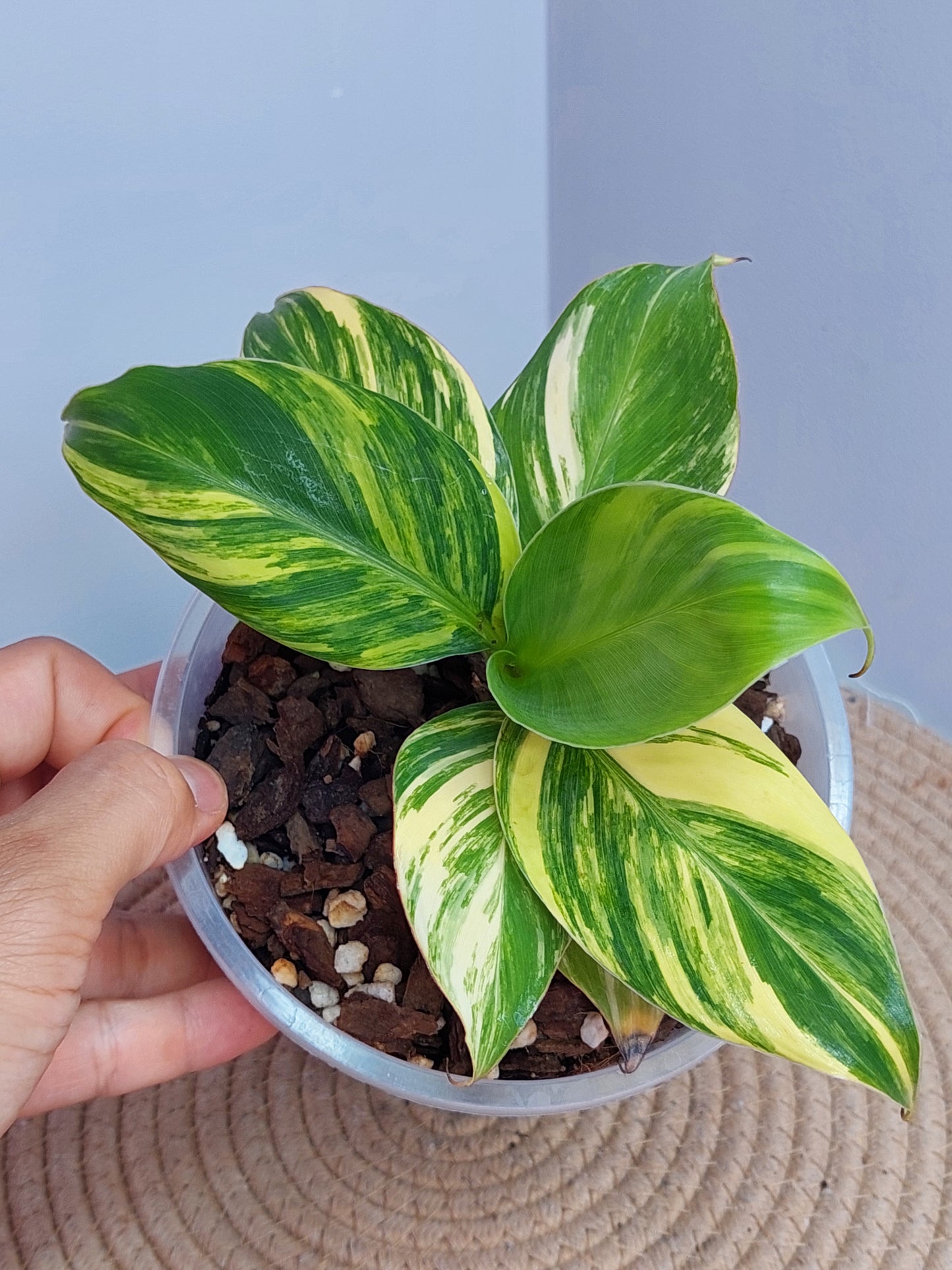 Musa Aurea #A